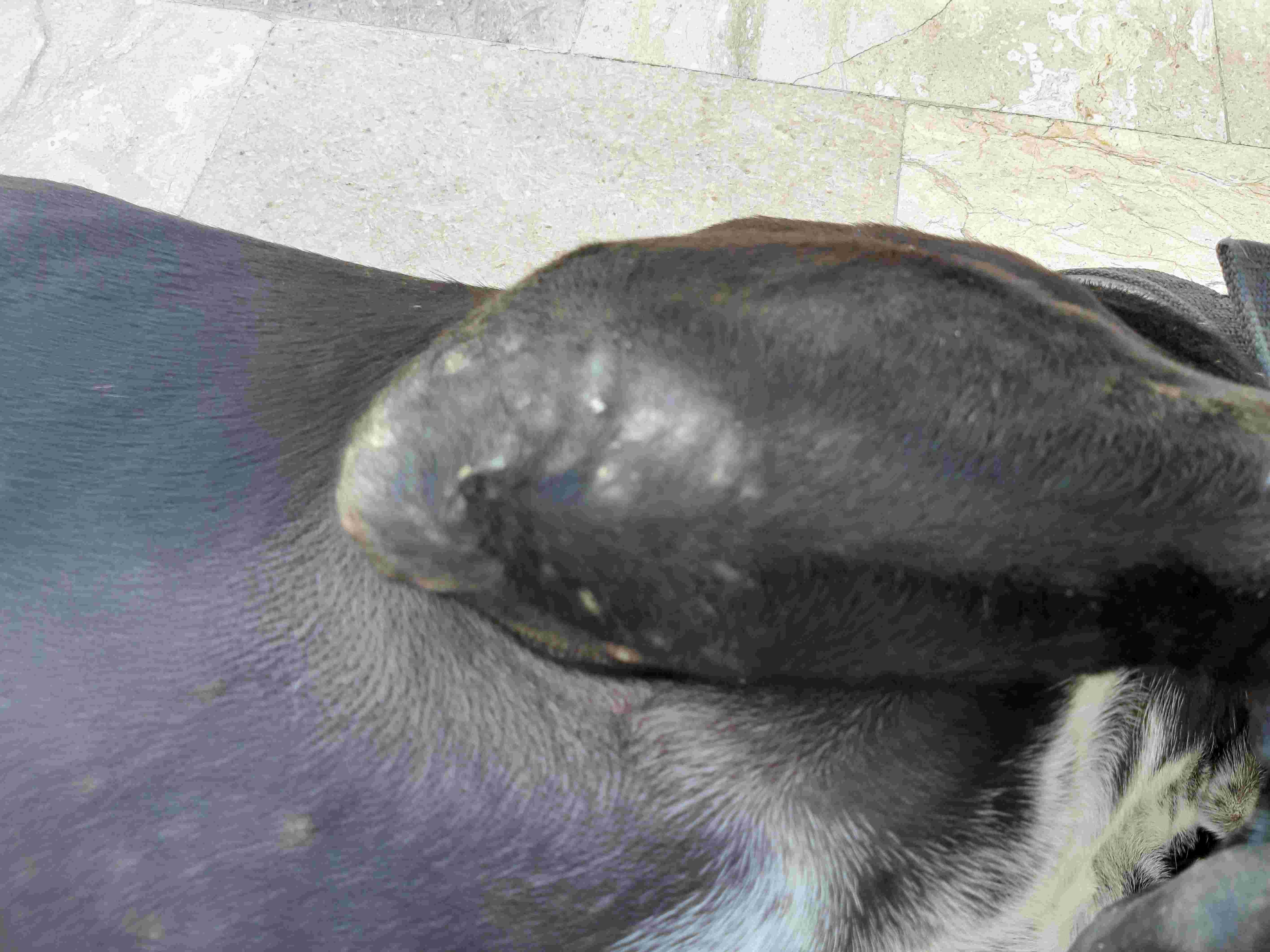 Question details sensitive content