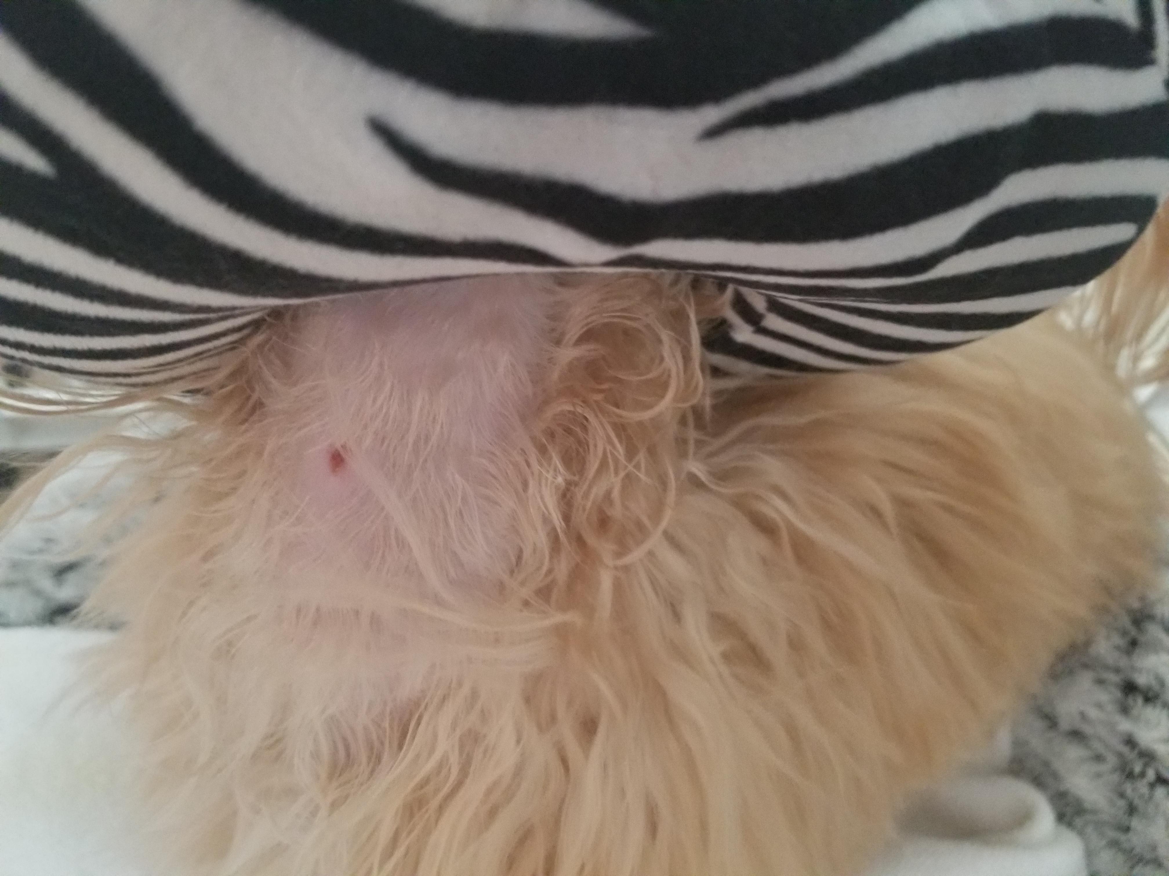 Question details sensitive content