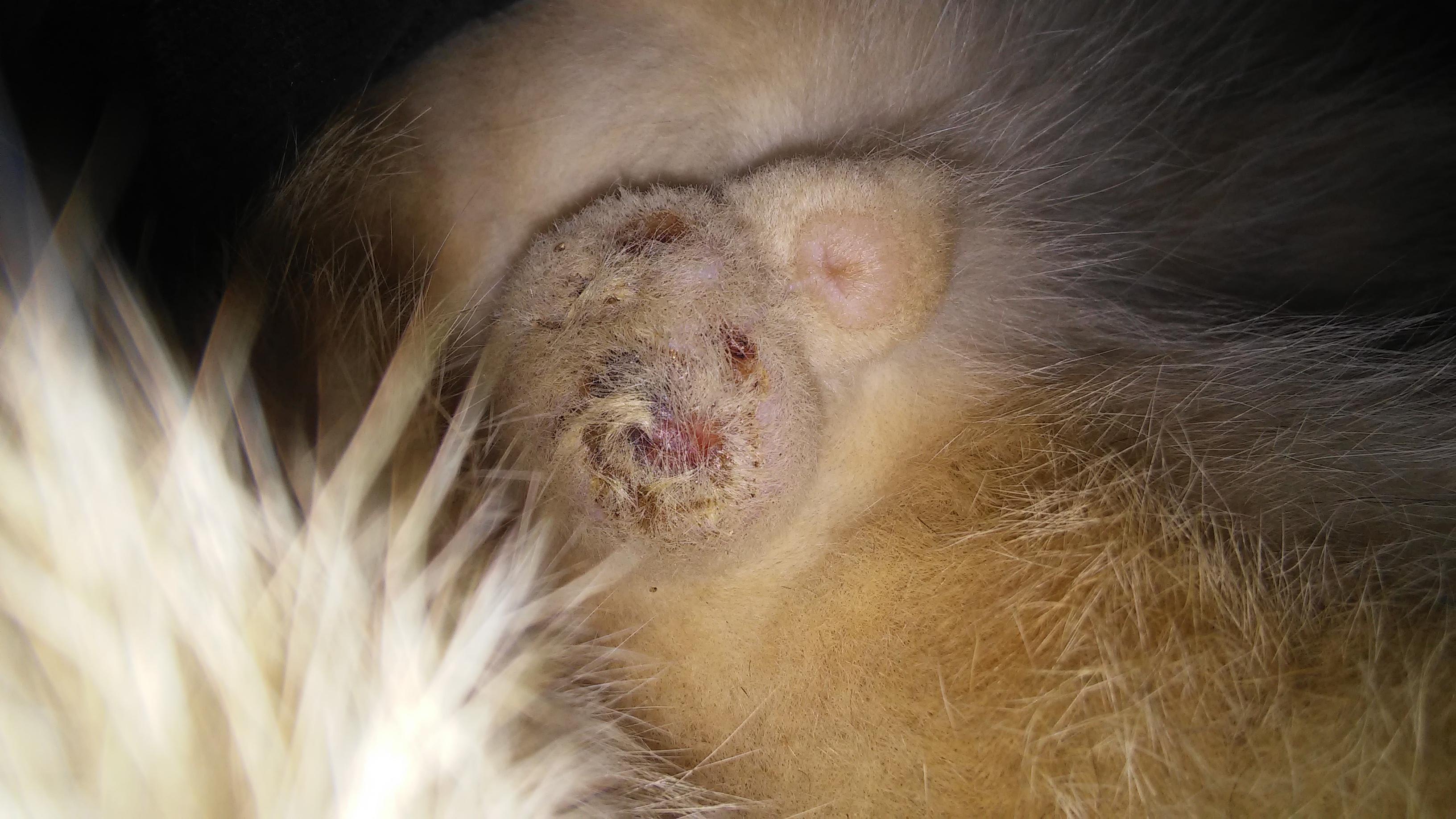 Question details sensitive content