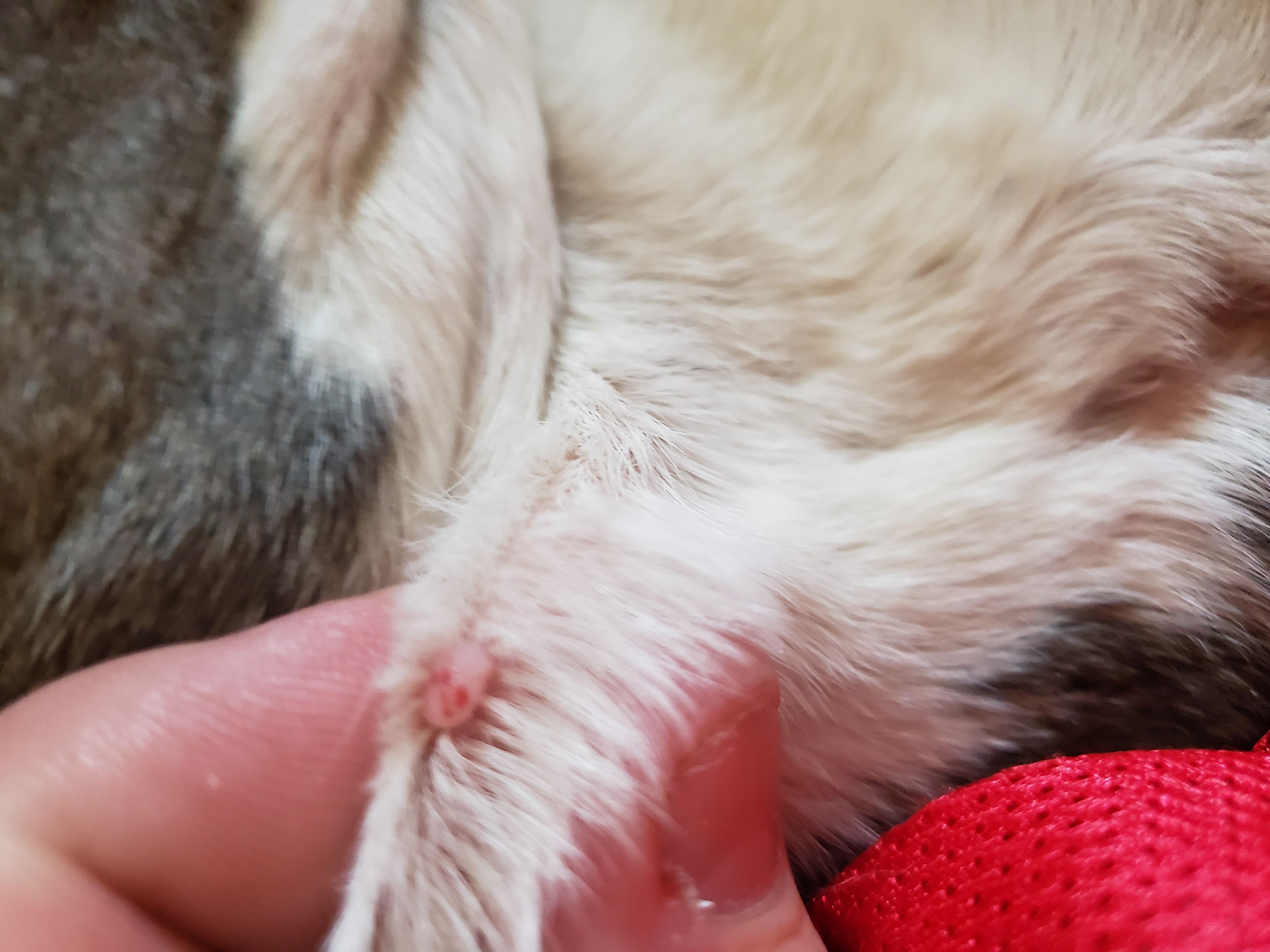 Question details sensitive content