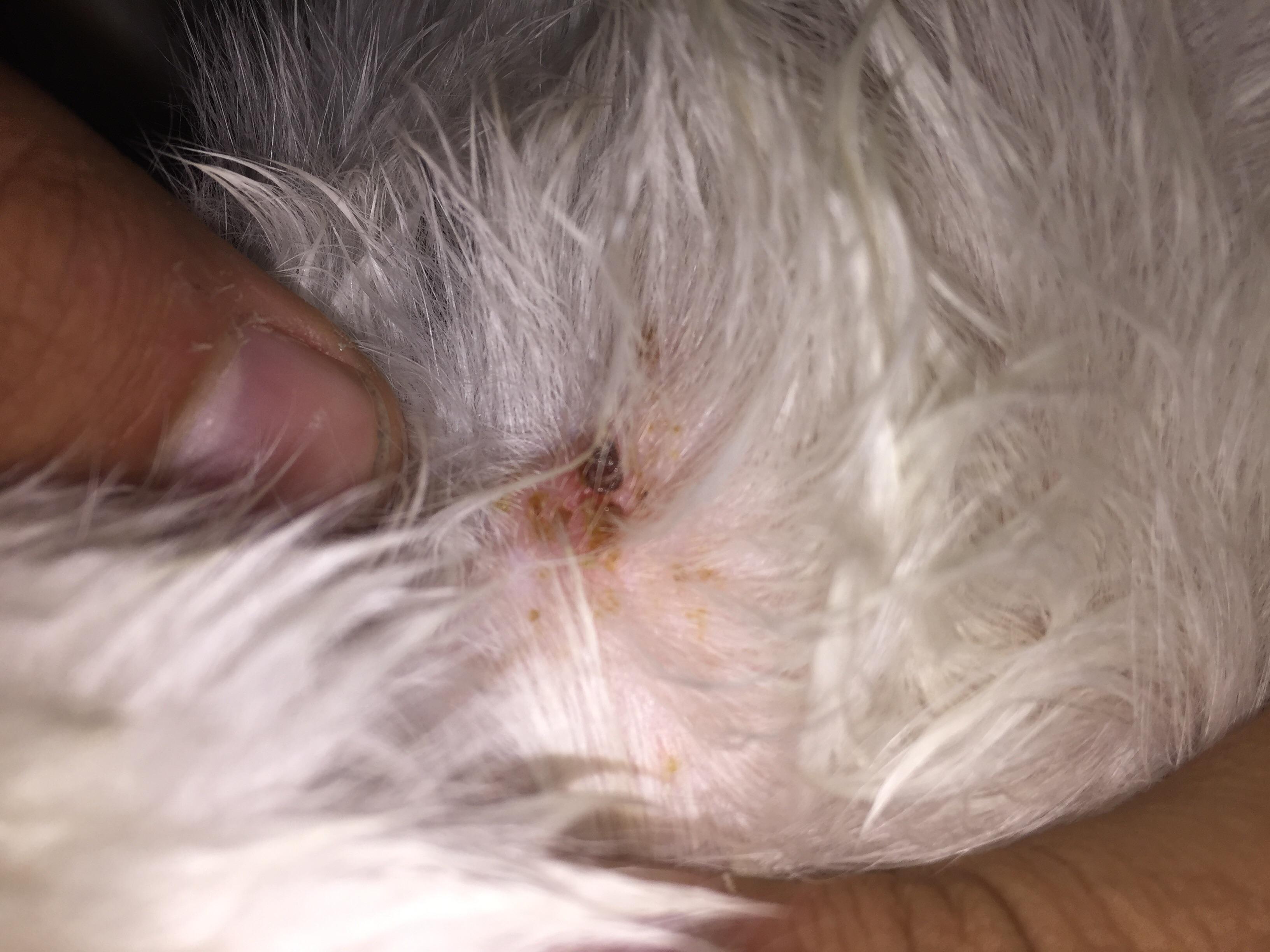 Question details sensitive content