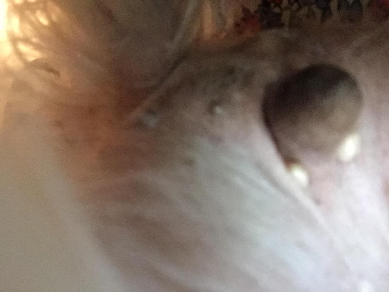 Question details sensitive content