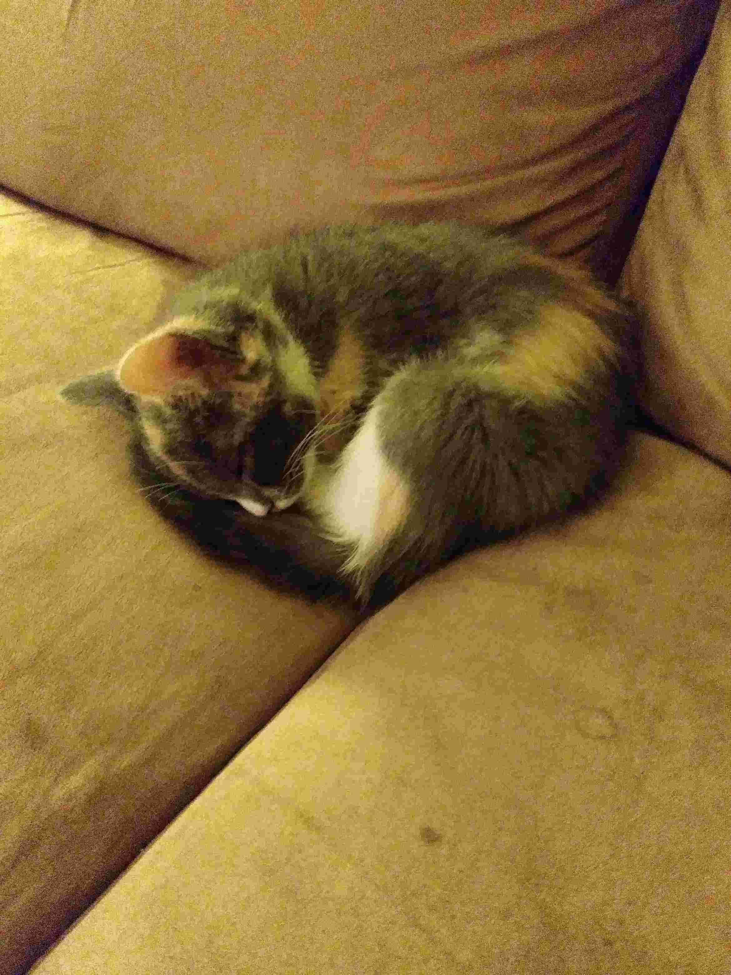 Question details sensitive content