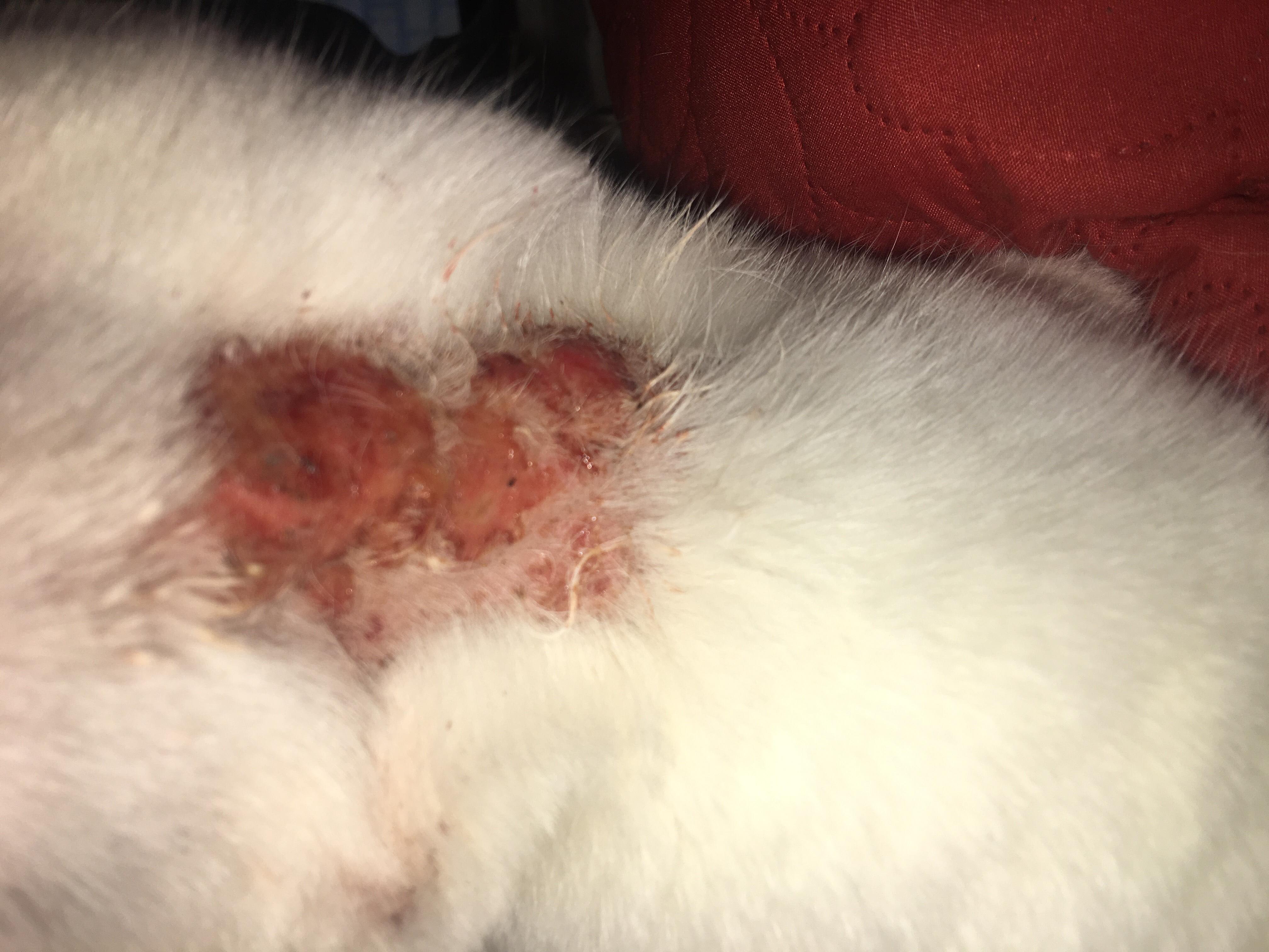 Question details sensitive content