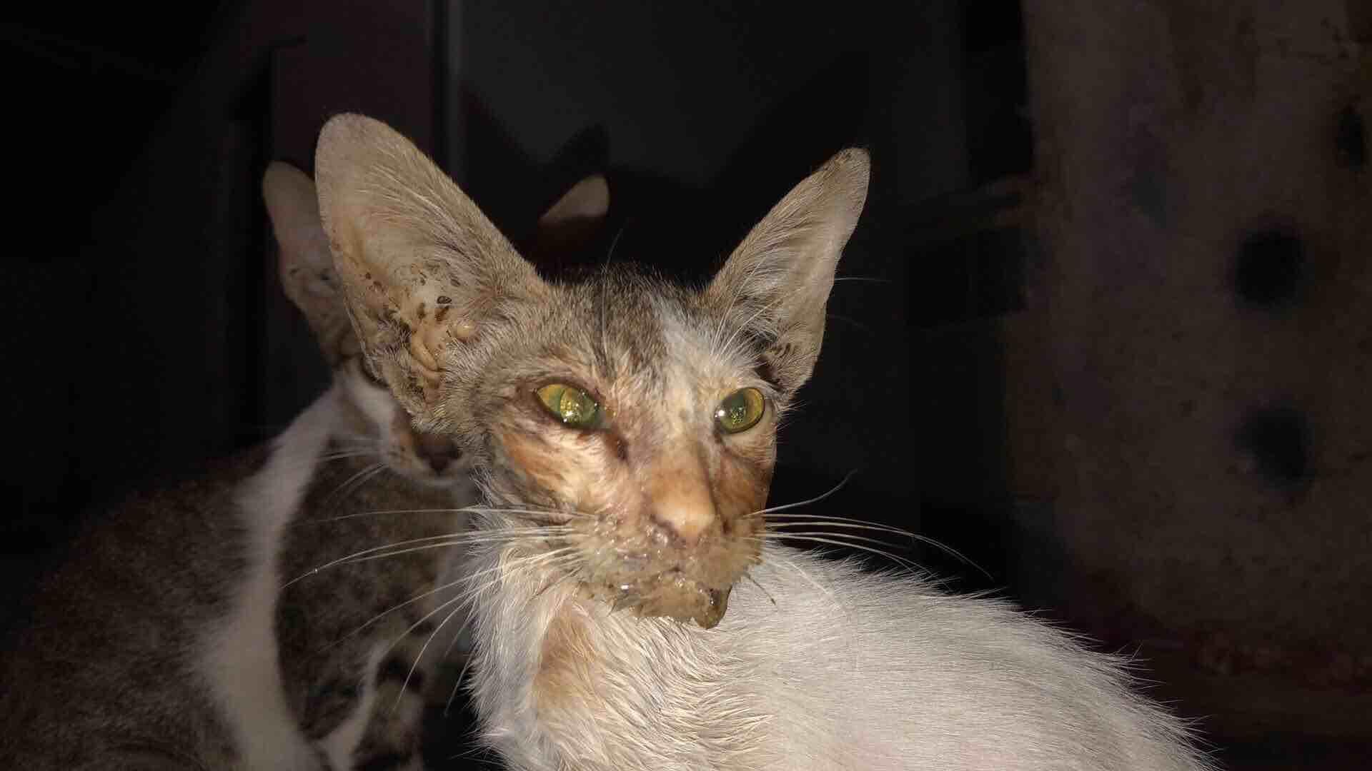 Question details sensitive content