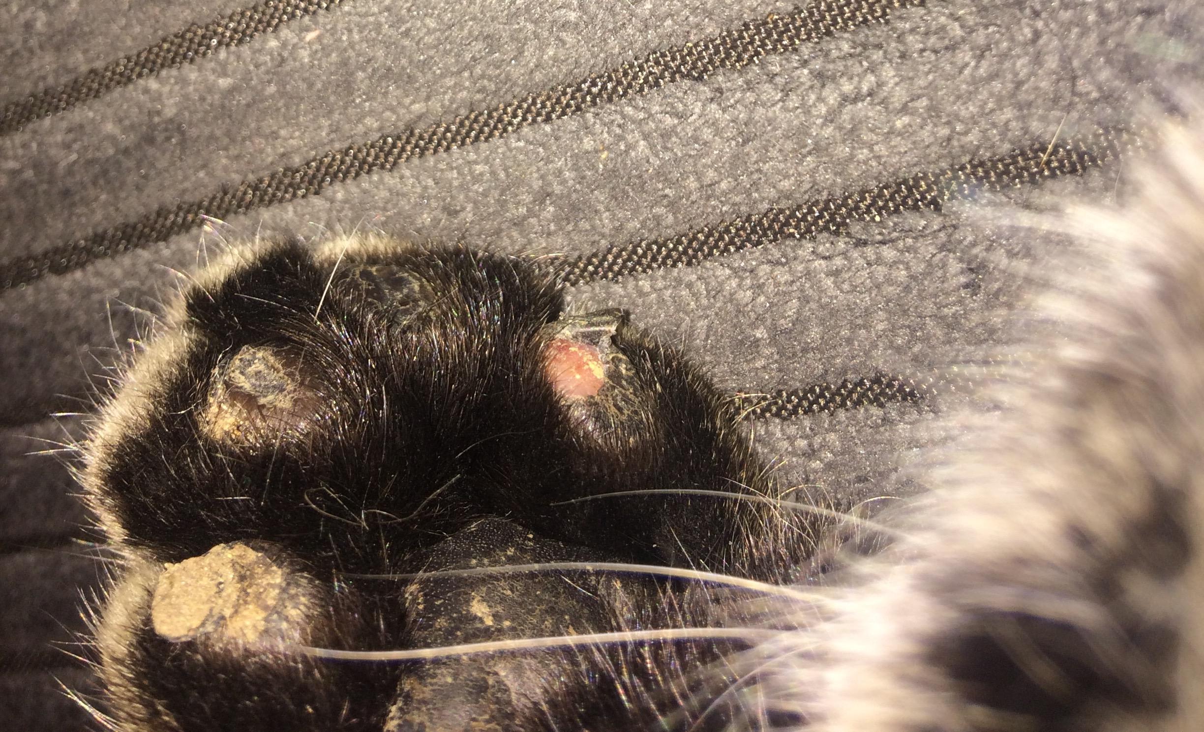 Question details sensitive content