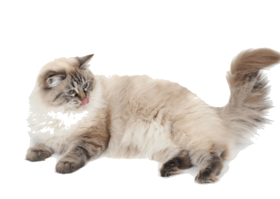 Petco Pet Education Center