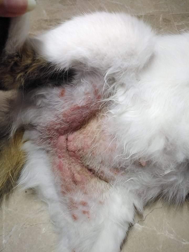 Question details sensitive content