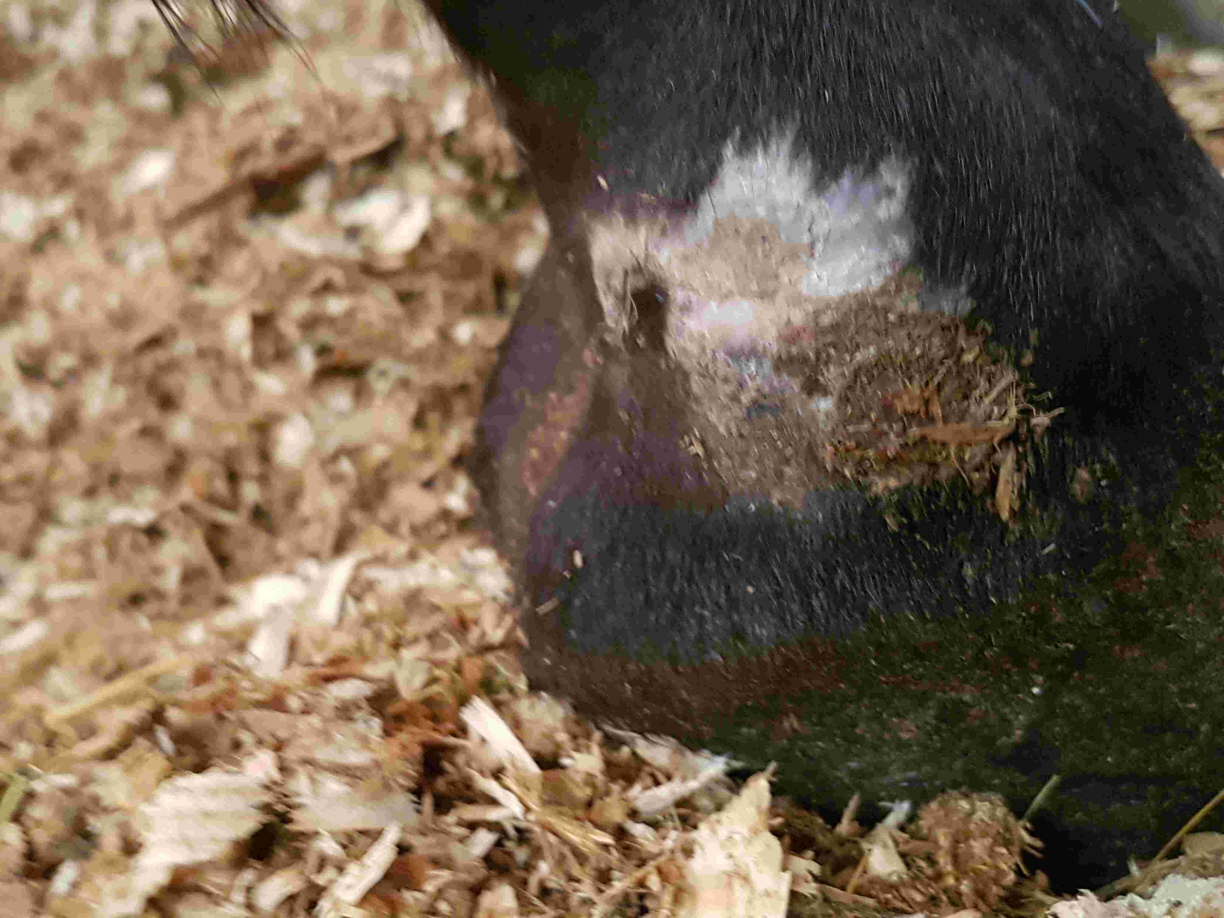 Question details sensitive content