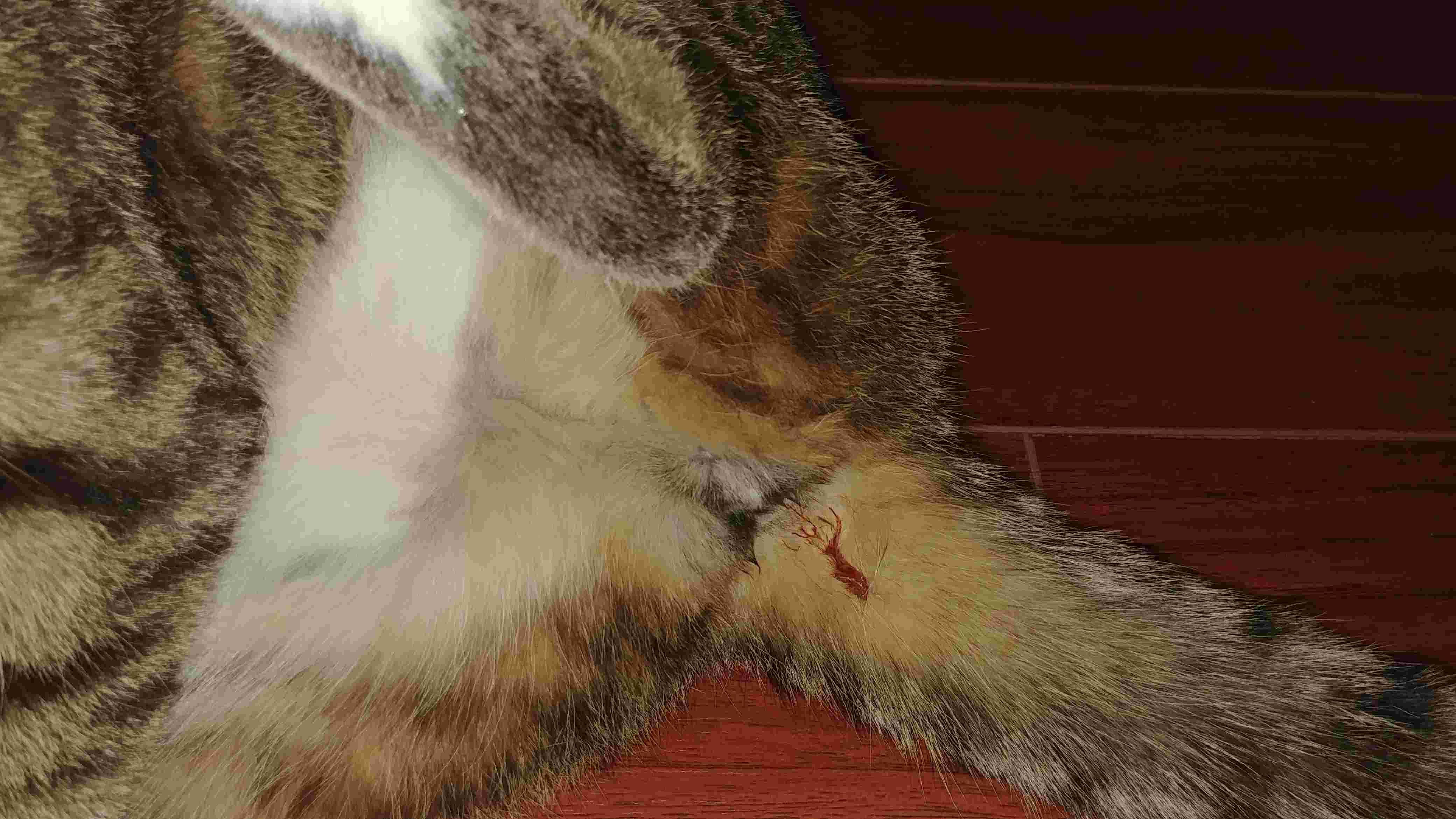 Question details sensitive content