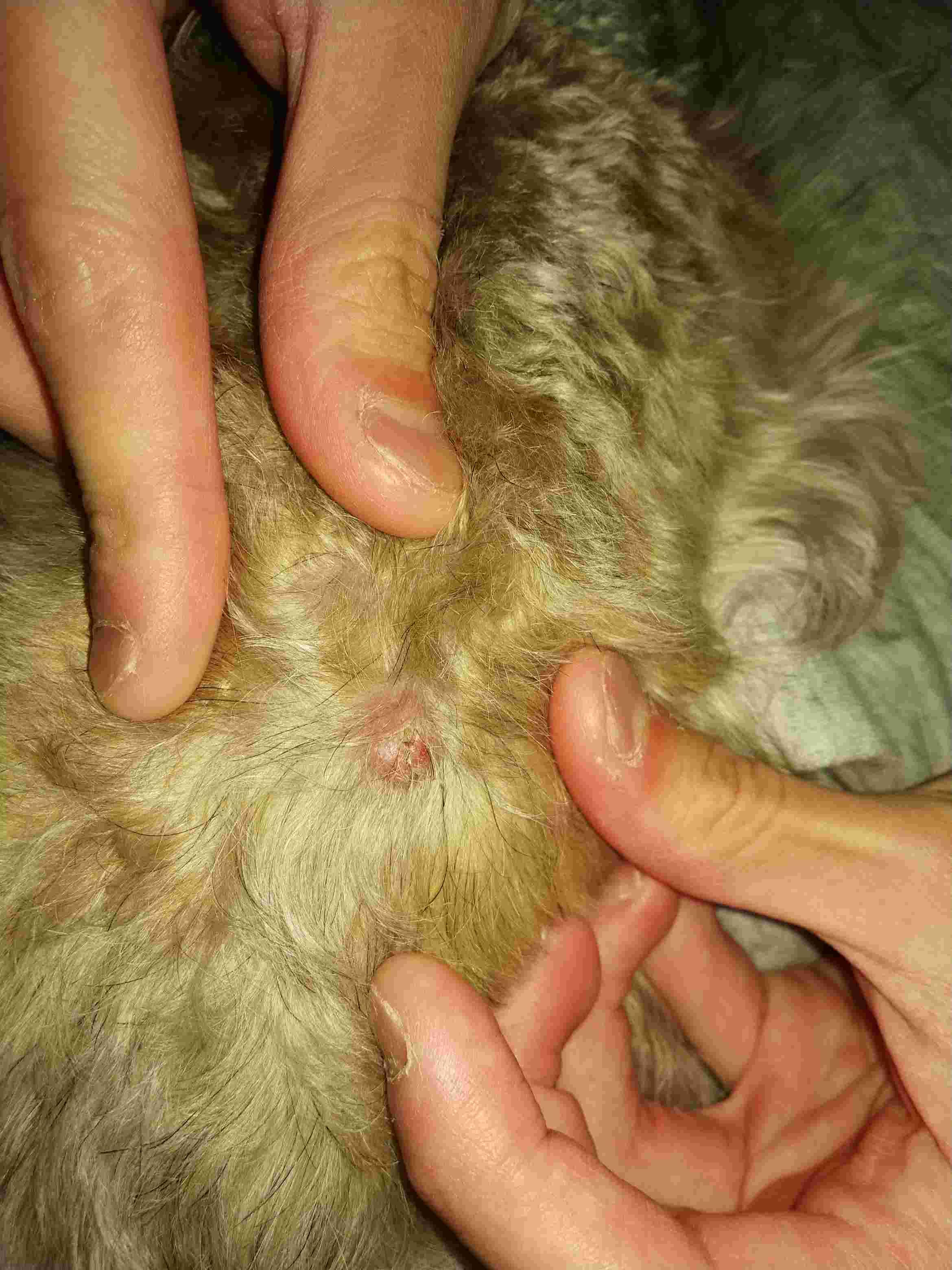 Question details sensitive content