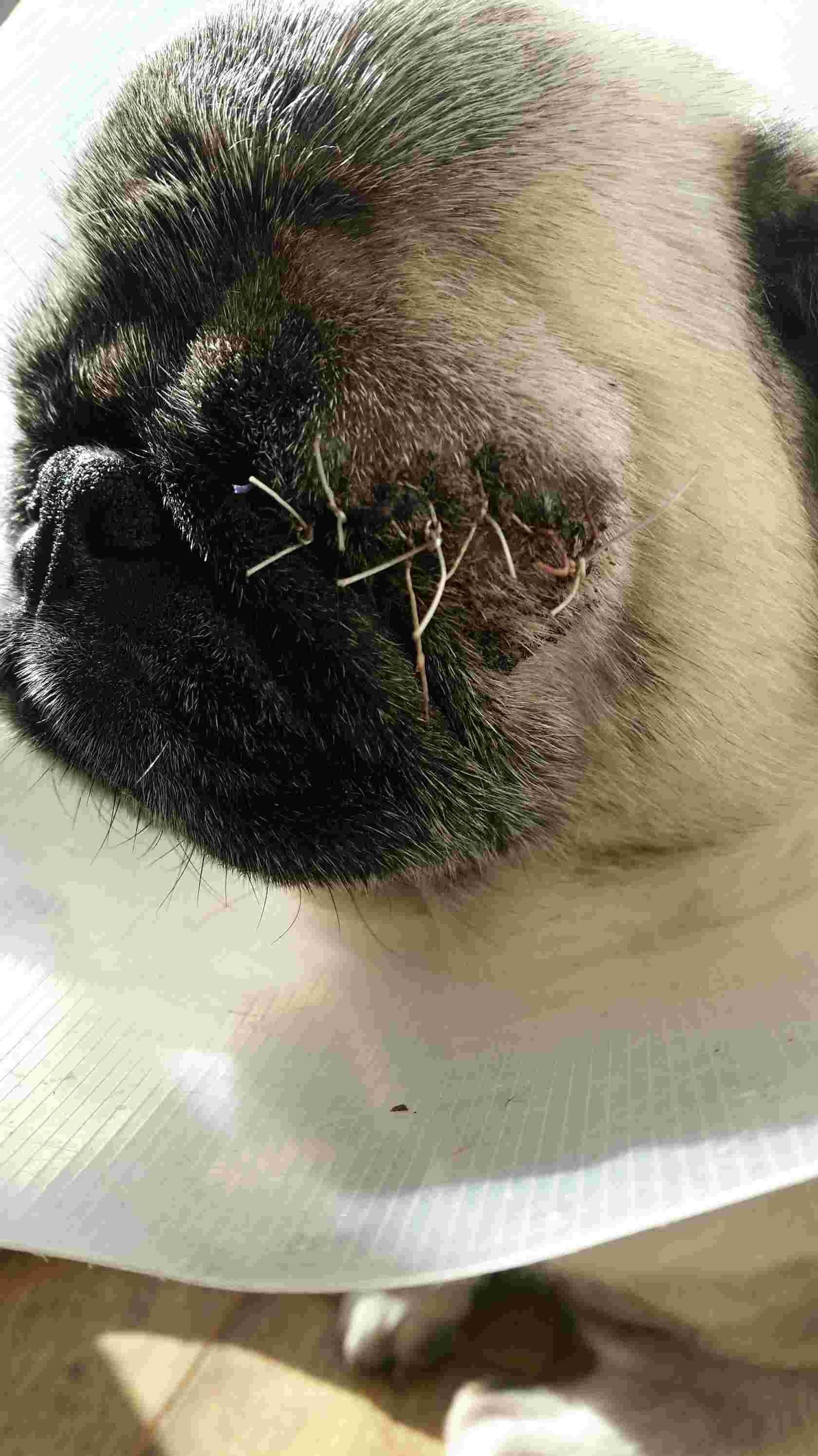 Question details sensitive content