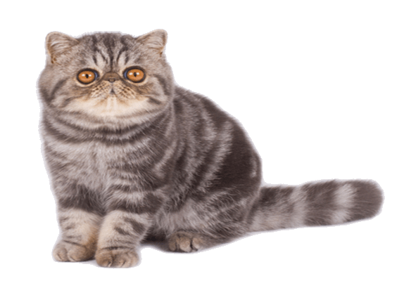 Petco Pet Education Center