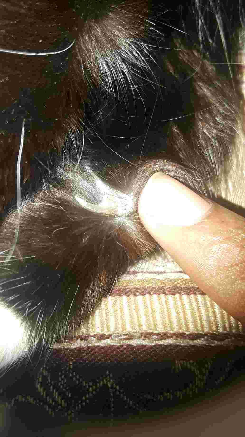 Question details sensitive content