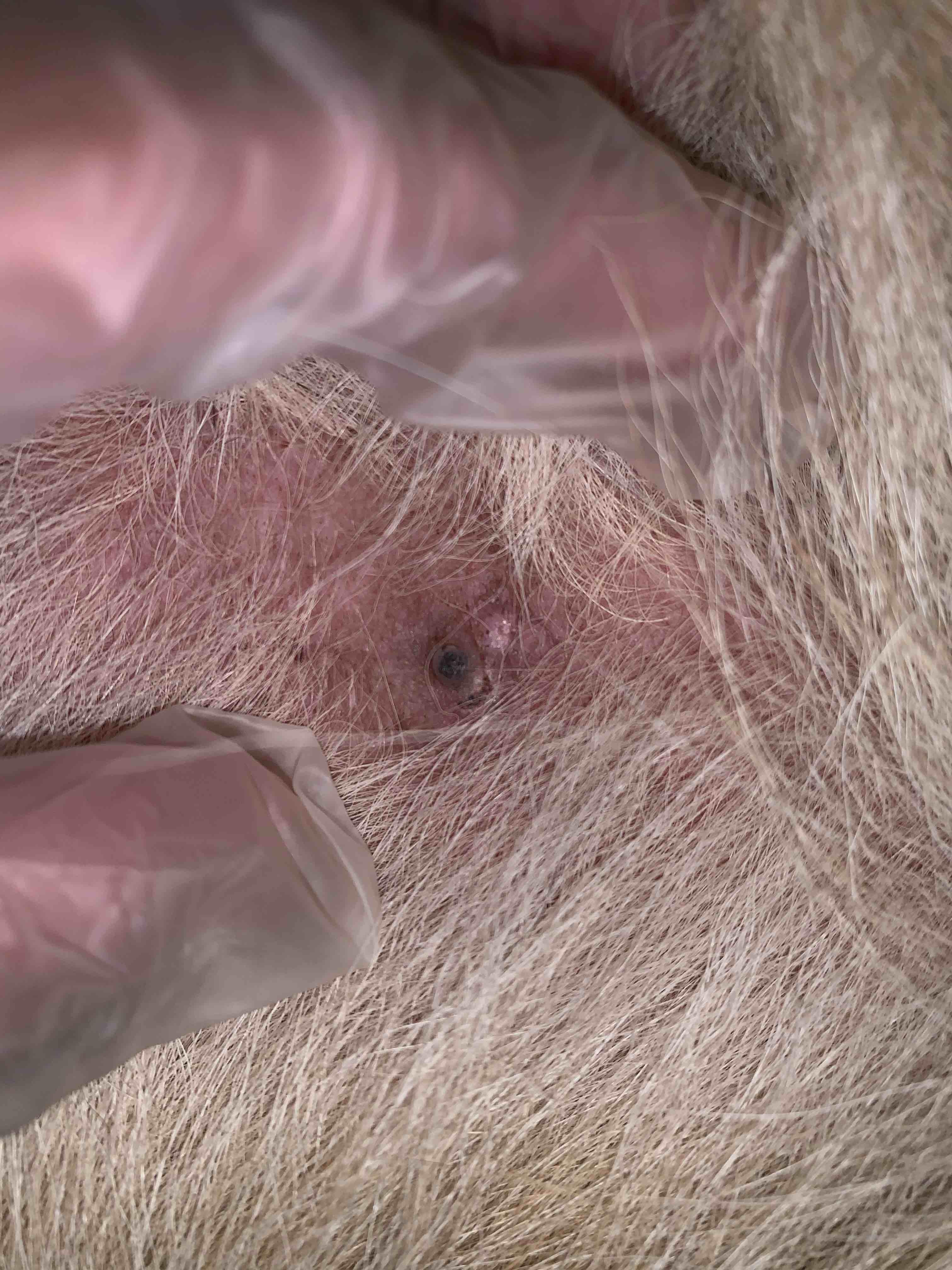 Question details sensitive content