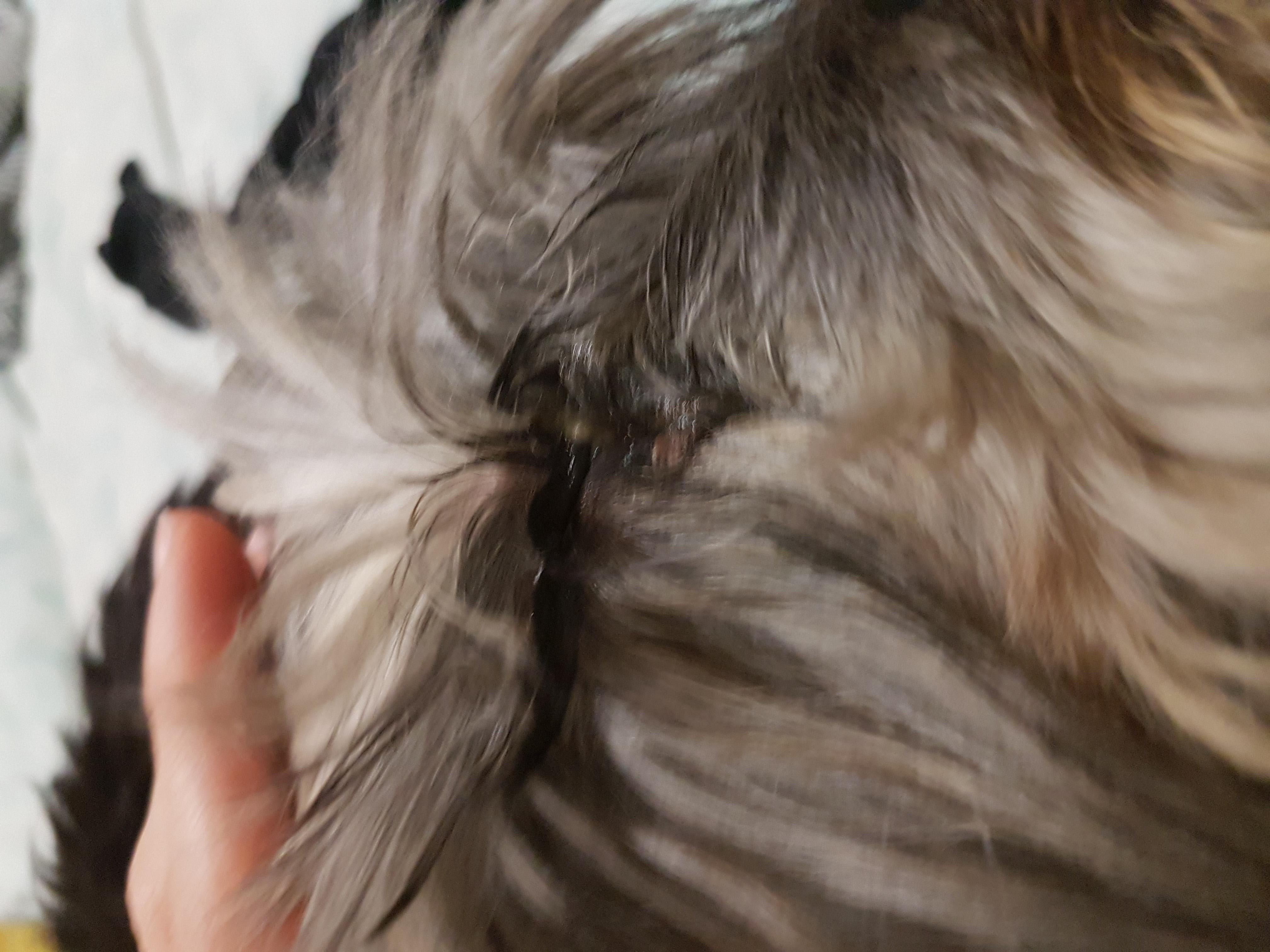 Question details sensitive content