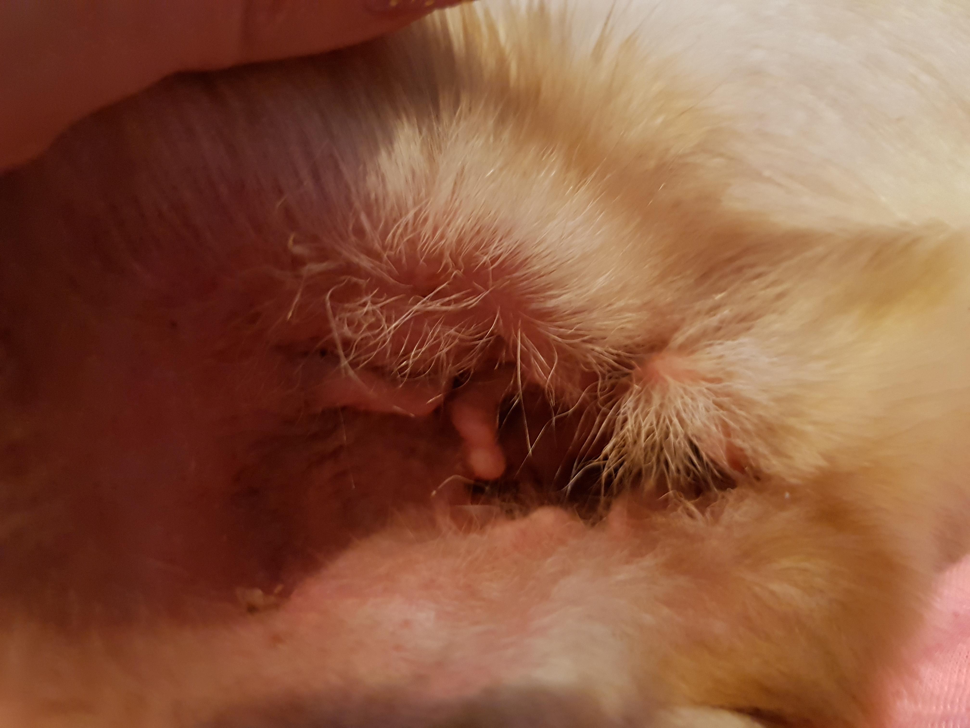 Question details sensitive content