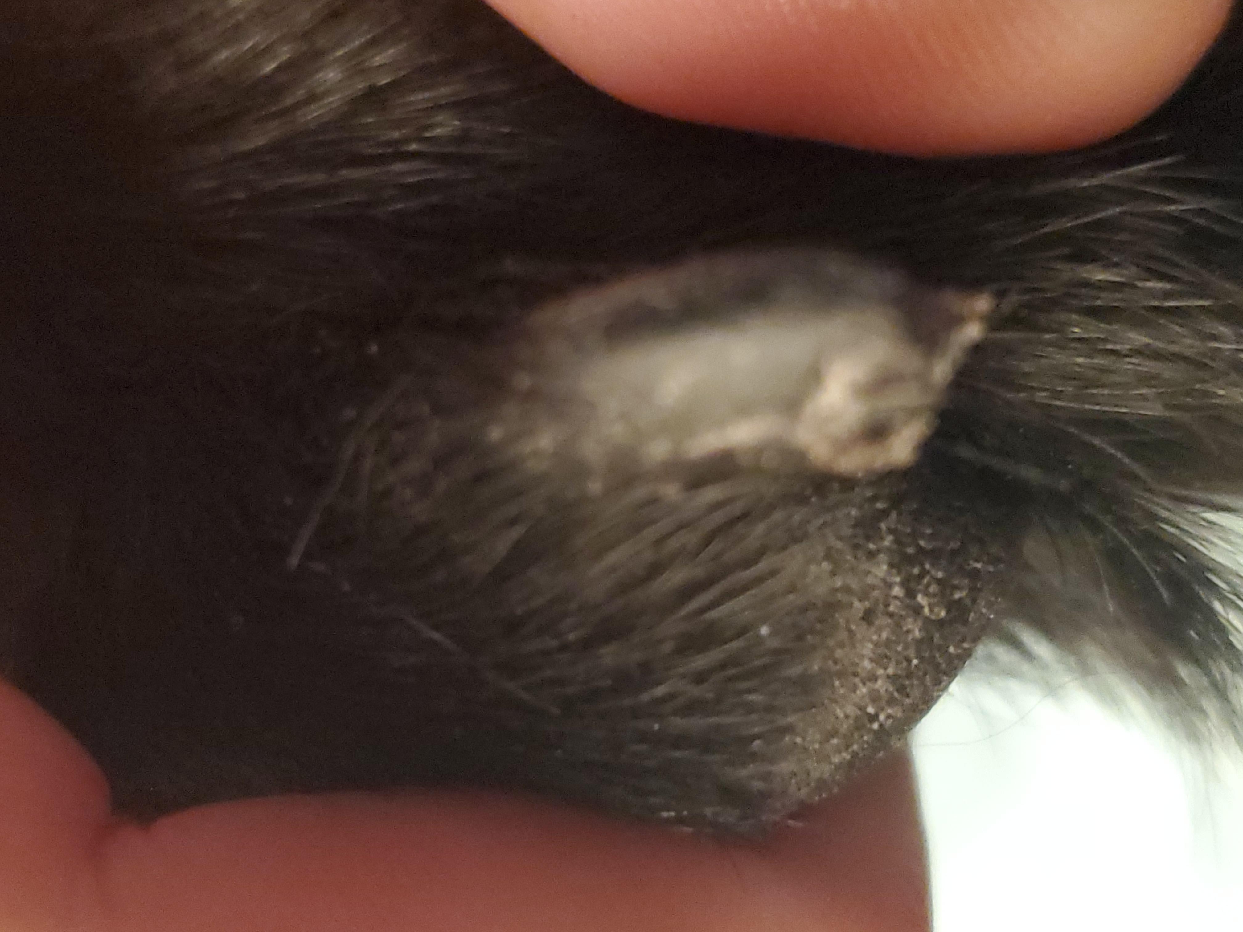 Question details sensitive content