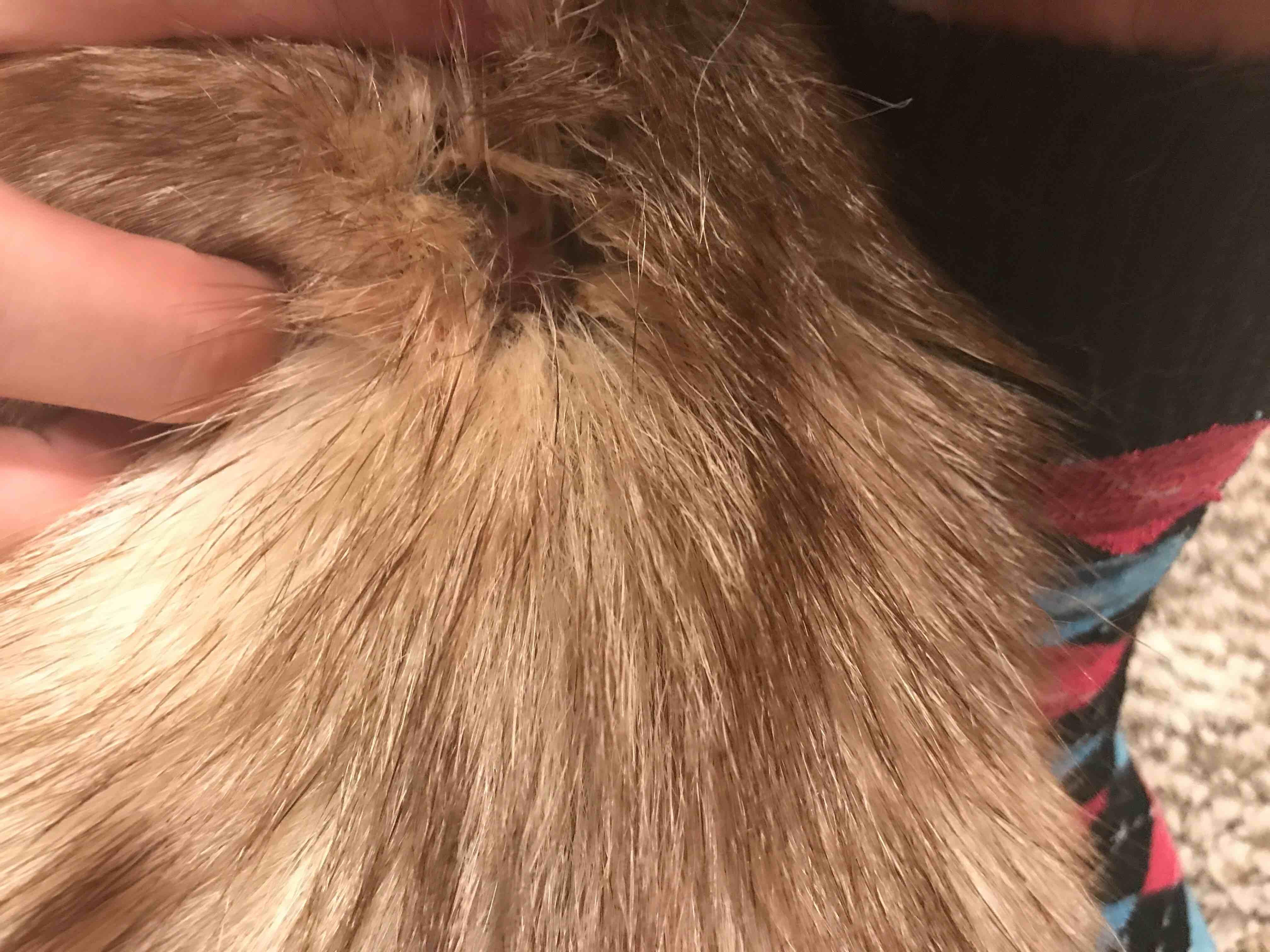 Question details sensitive content