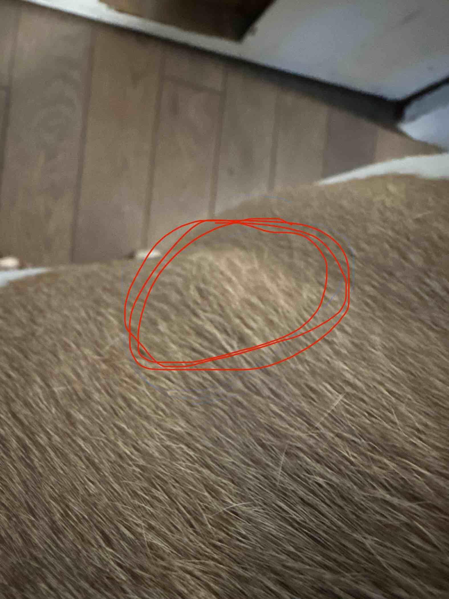 Question details sensitive content