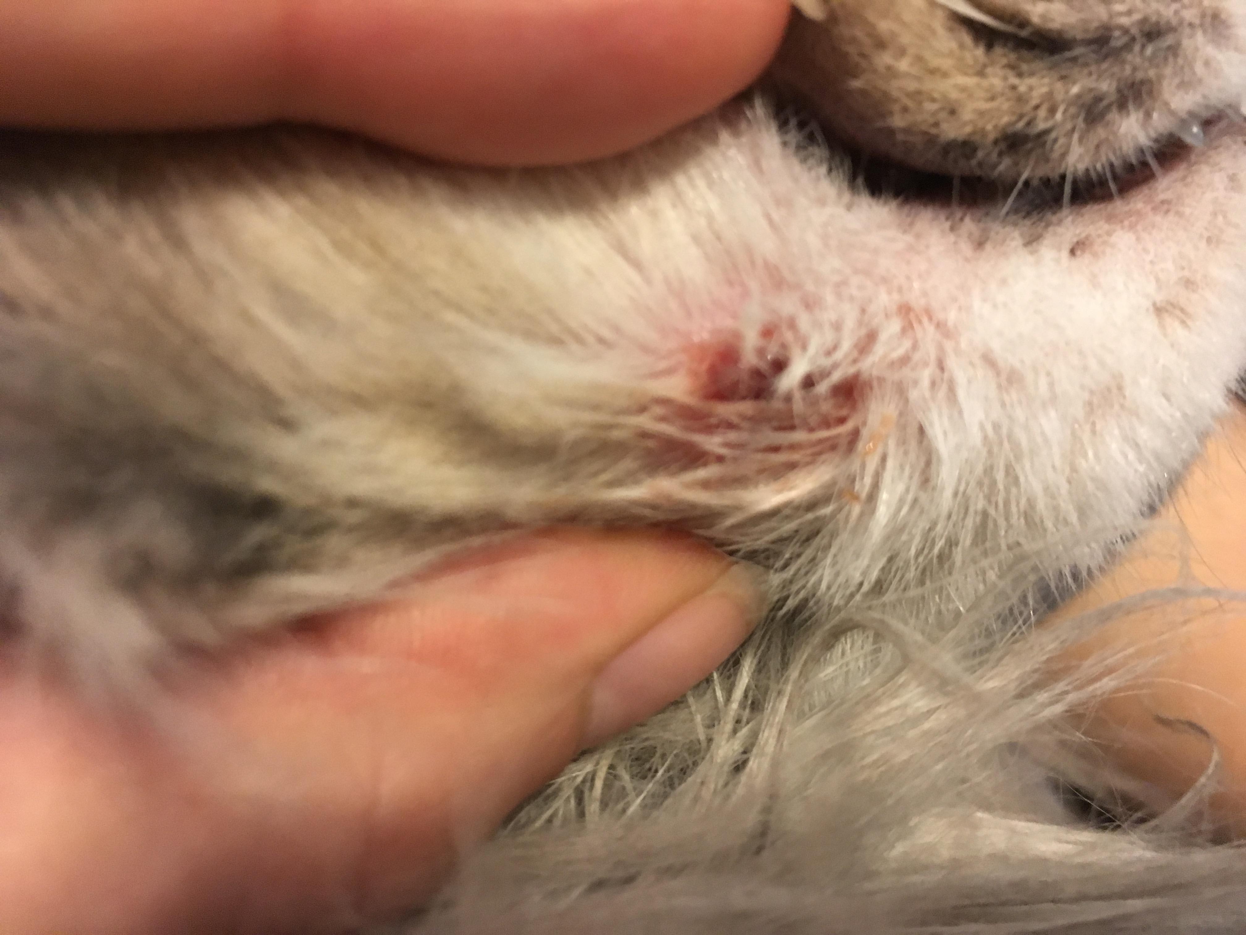 Question details sensitive content