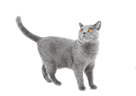 Petco Pet Education Center