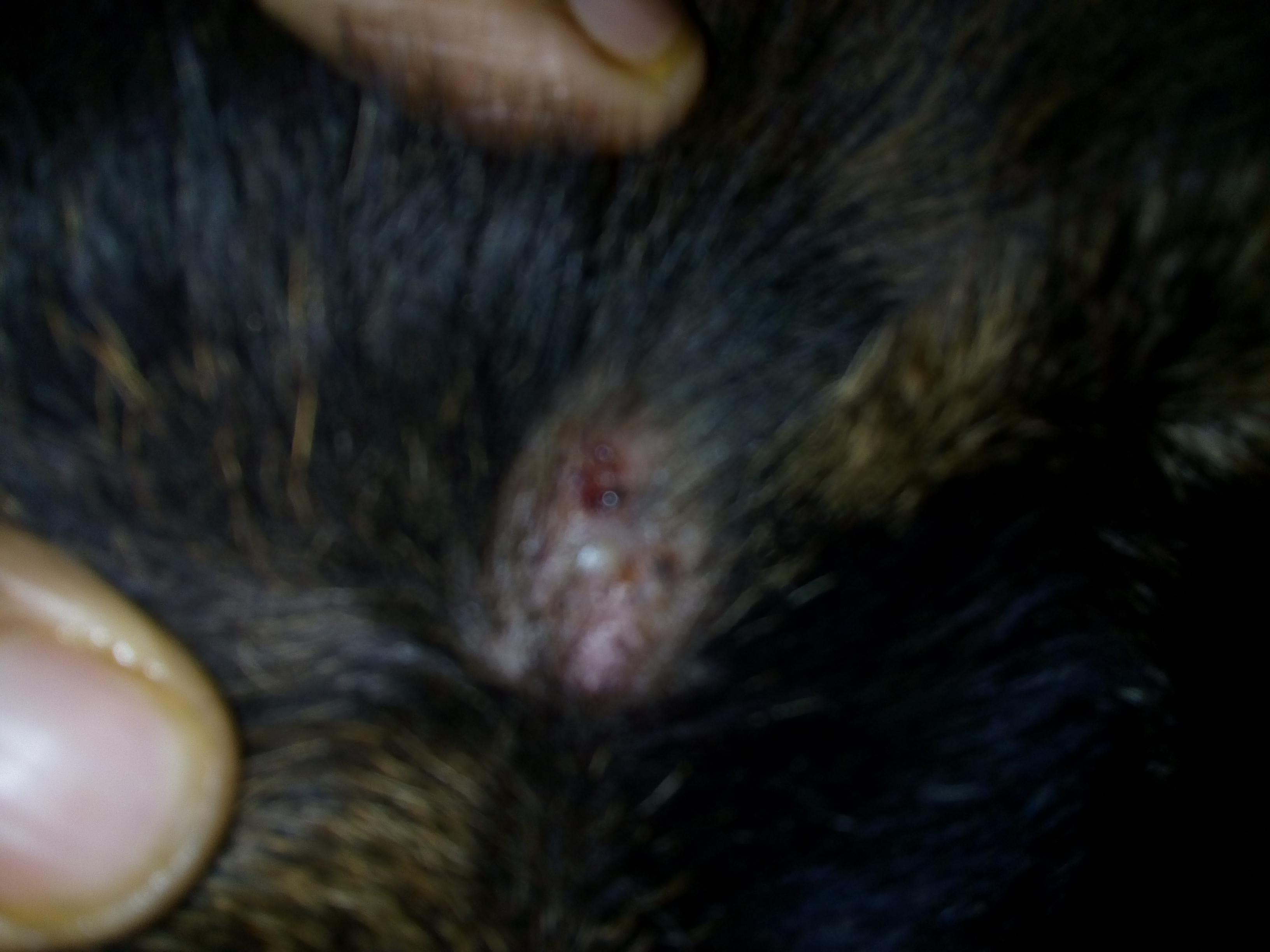 Question details sensitive content