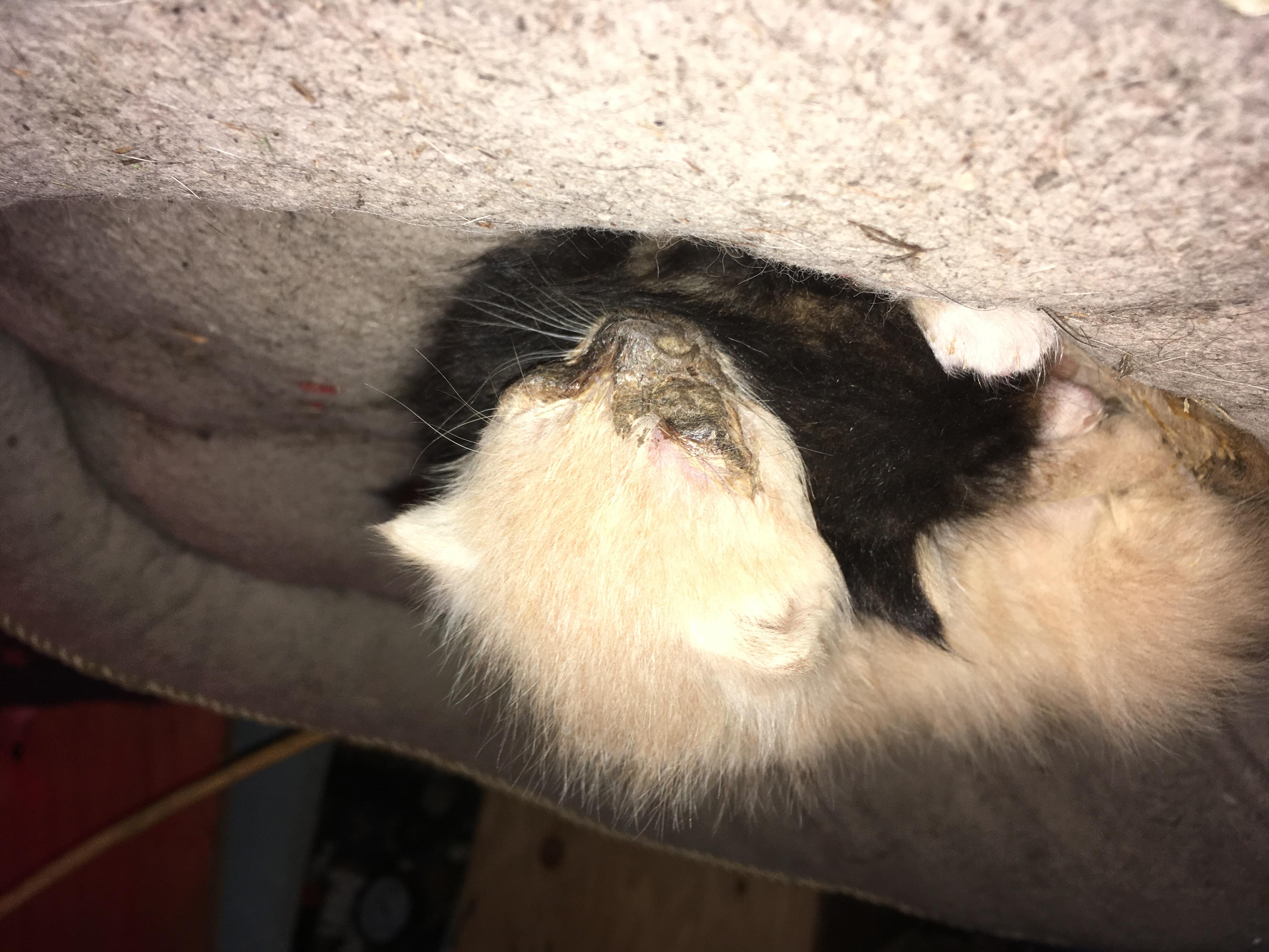 Question details sensitive content