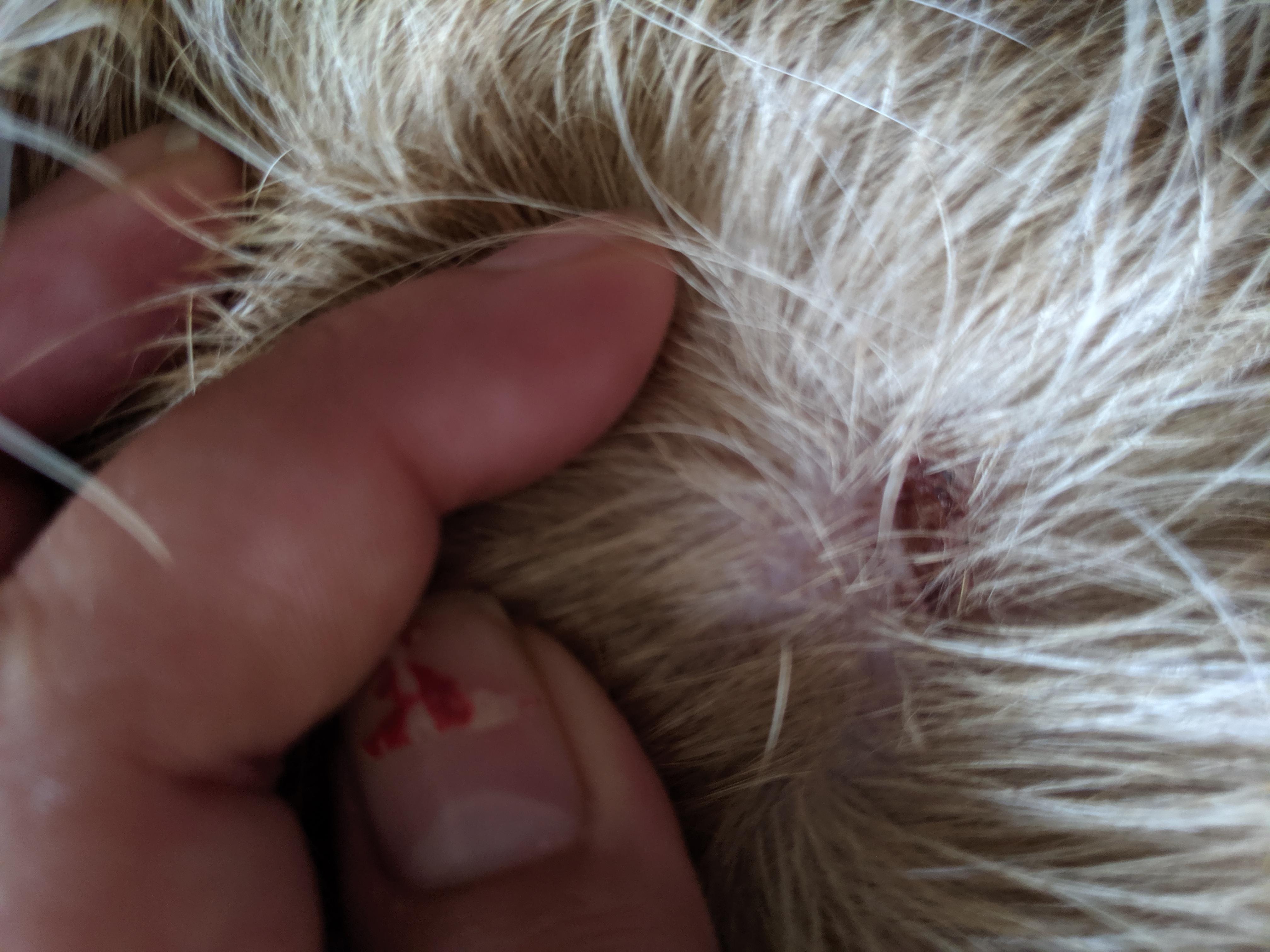 Question details sensitive content