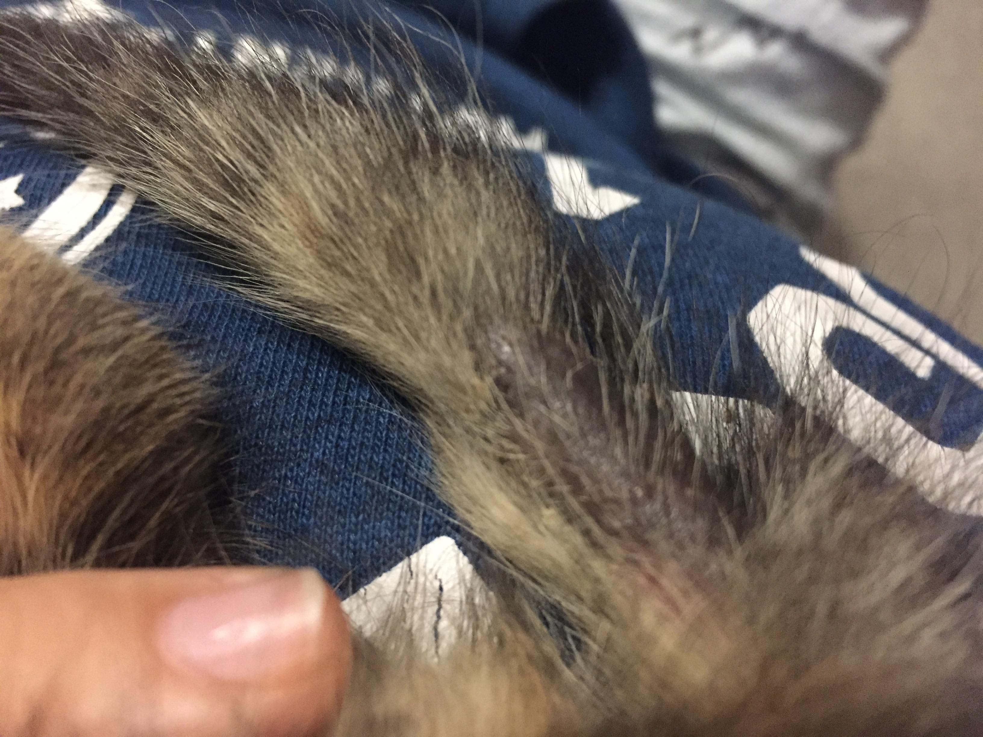 Question details sensitive content