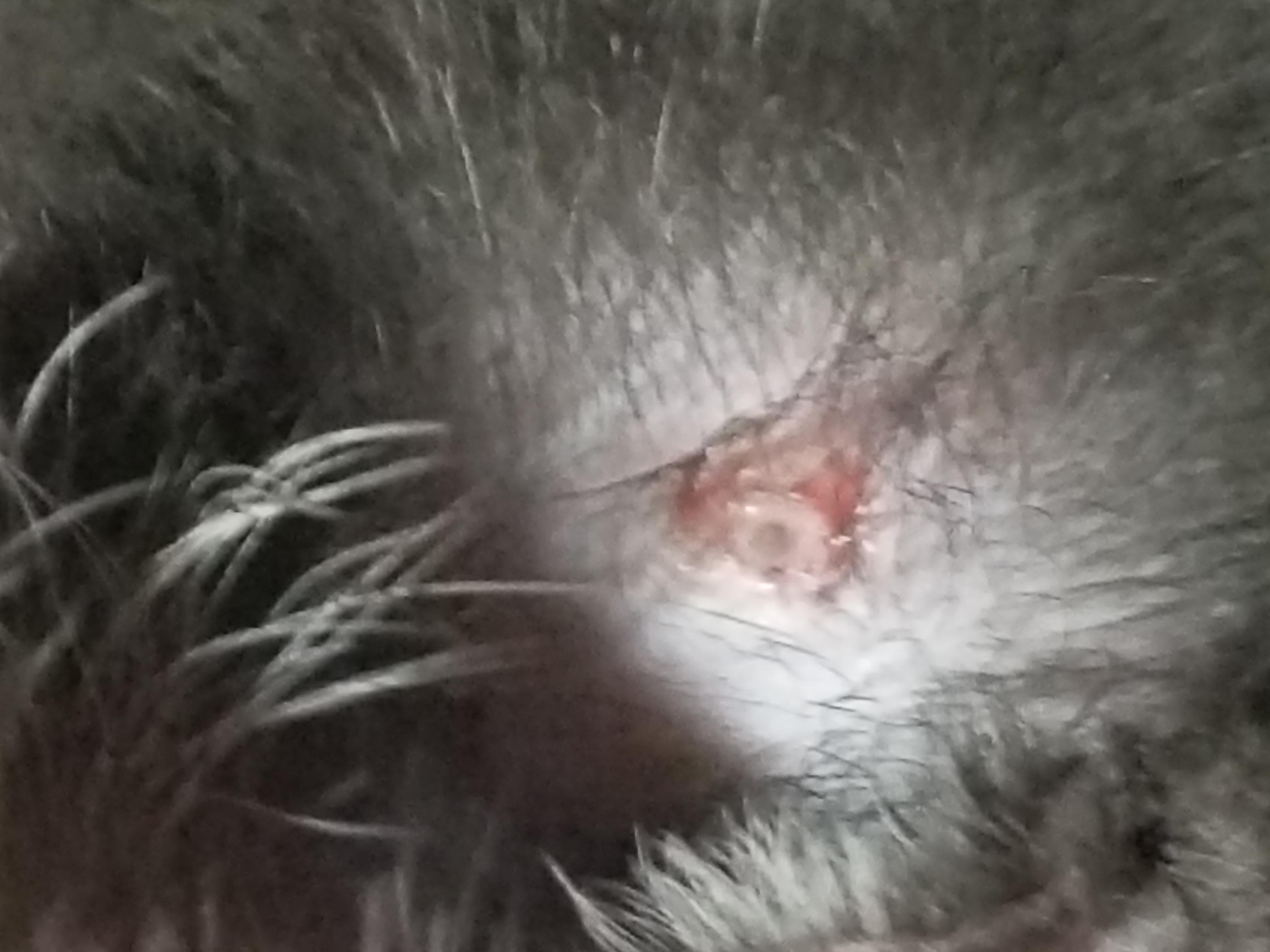 Question details sensitive content