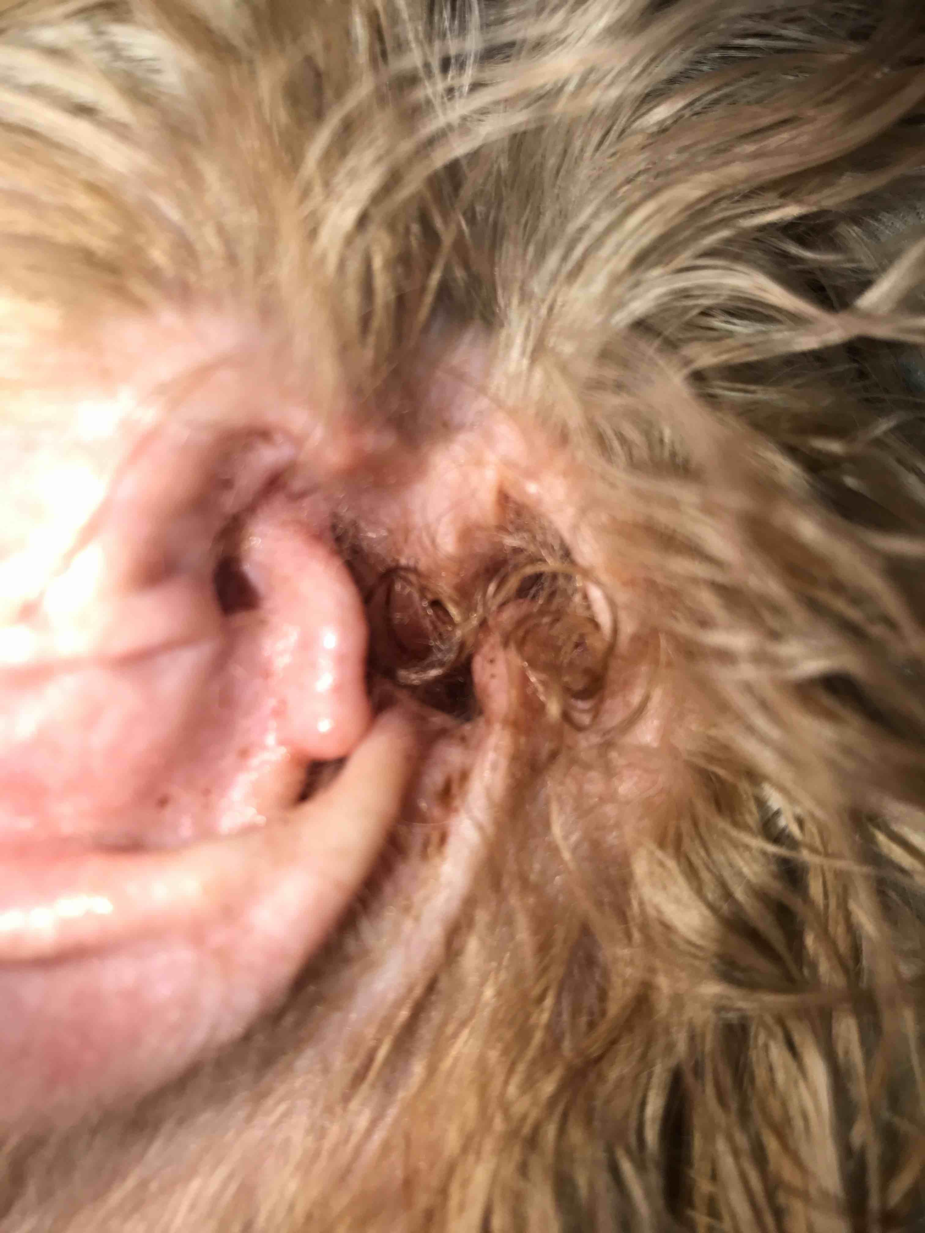 Question details sensitive content