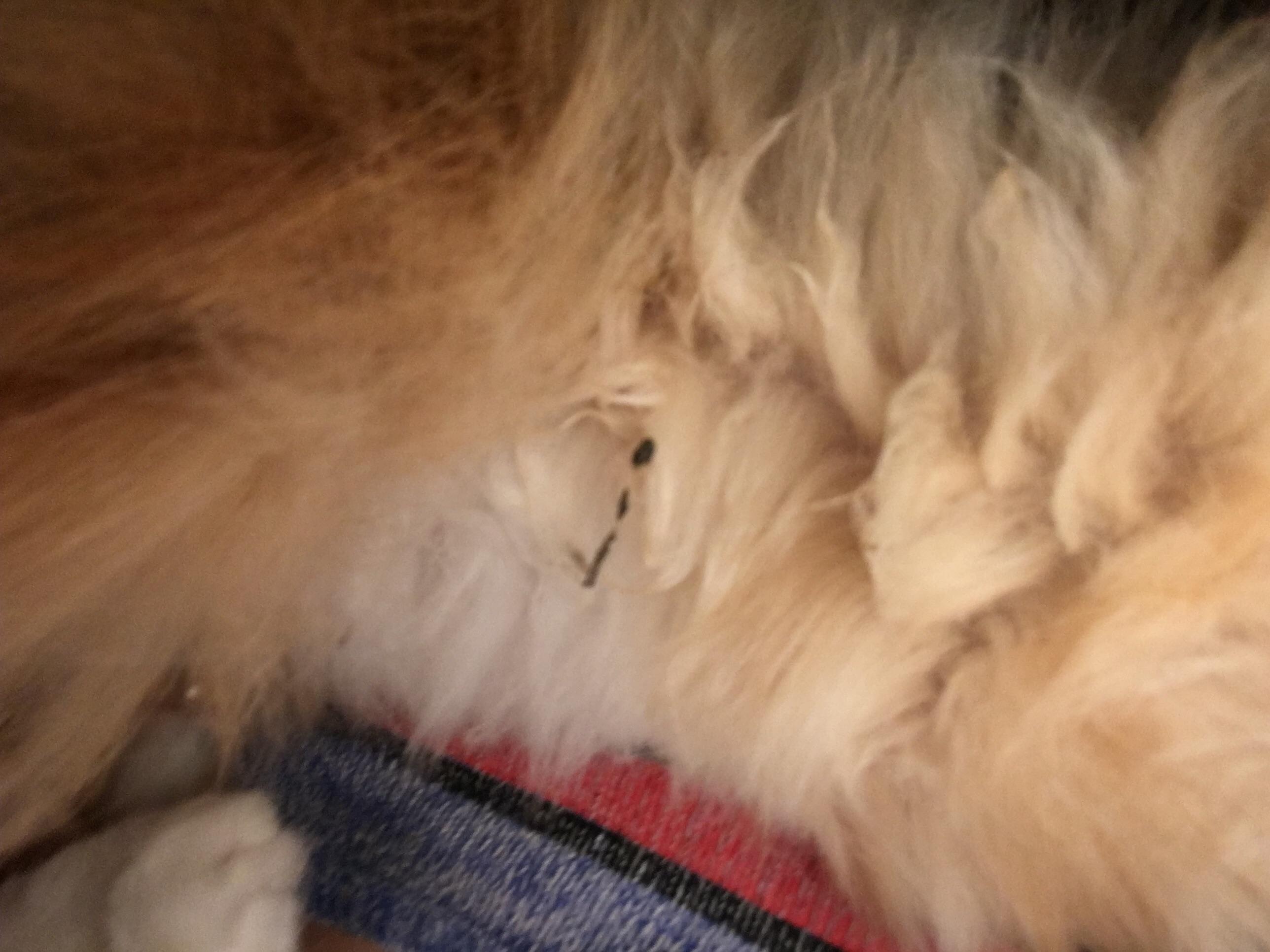 Question details sensitive content