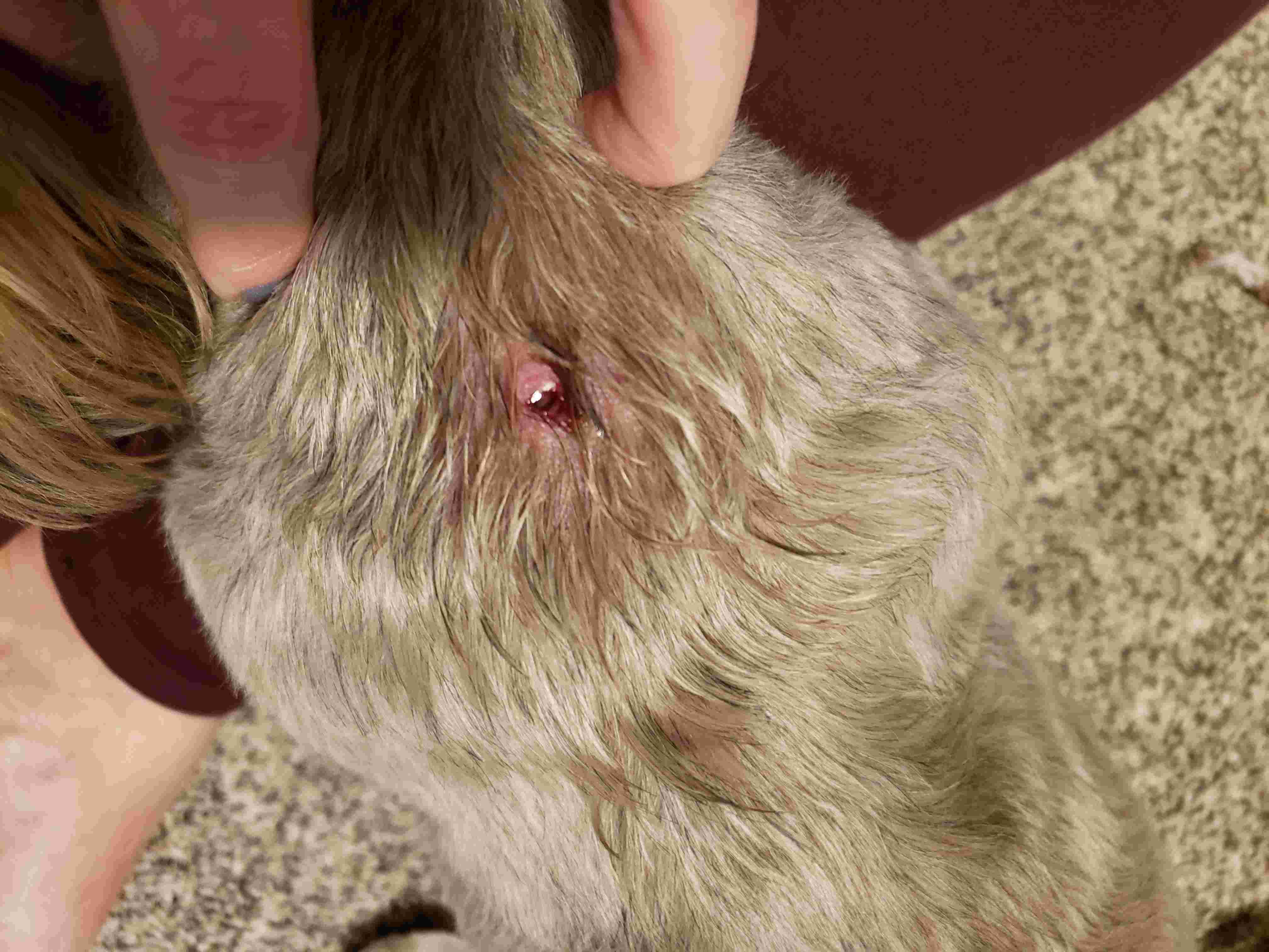 Question details sensitive content