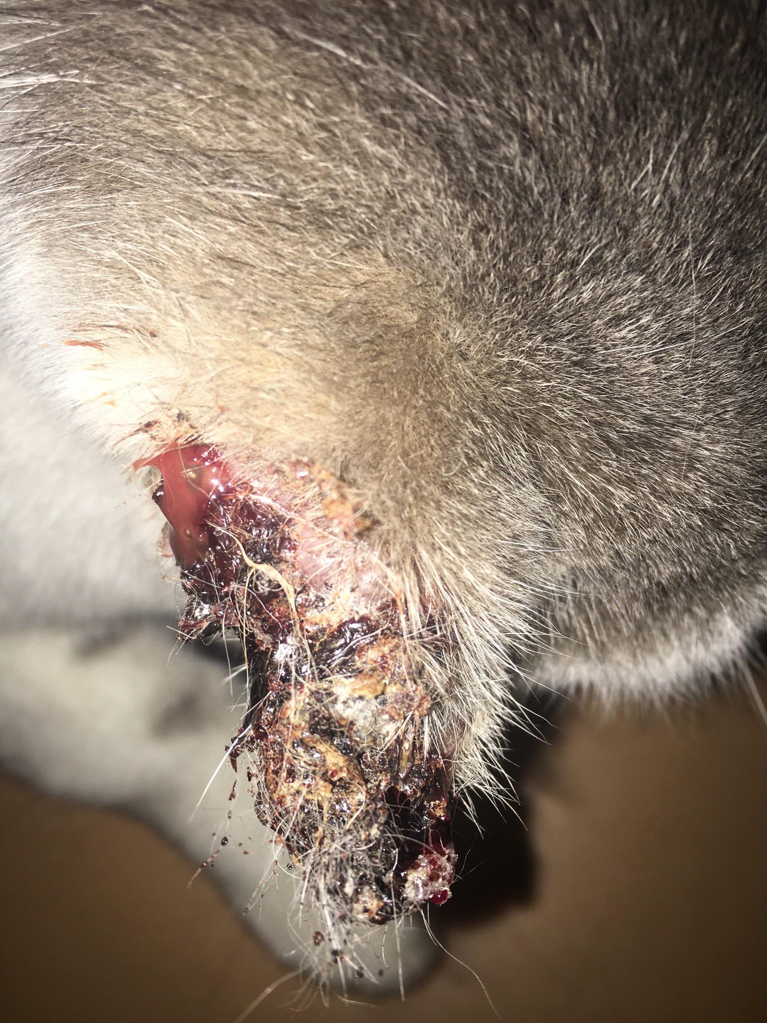 Question details sensitive content