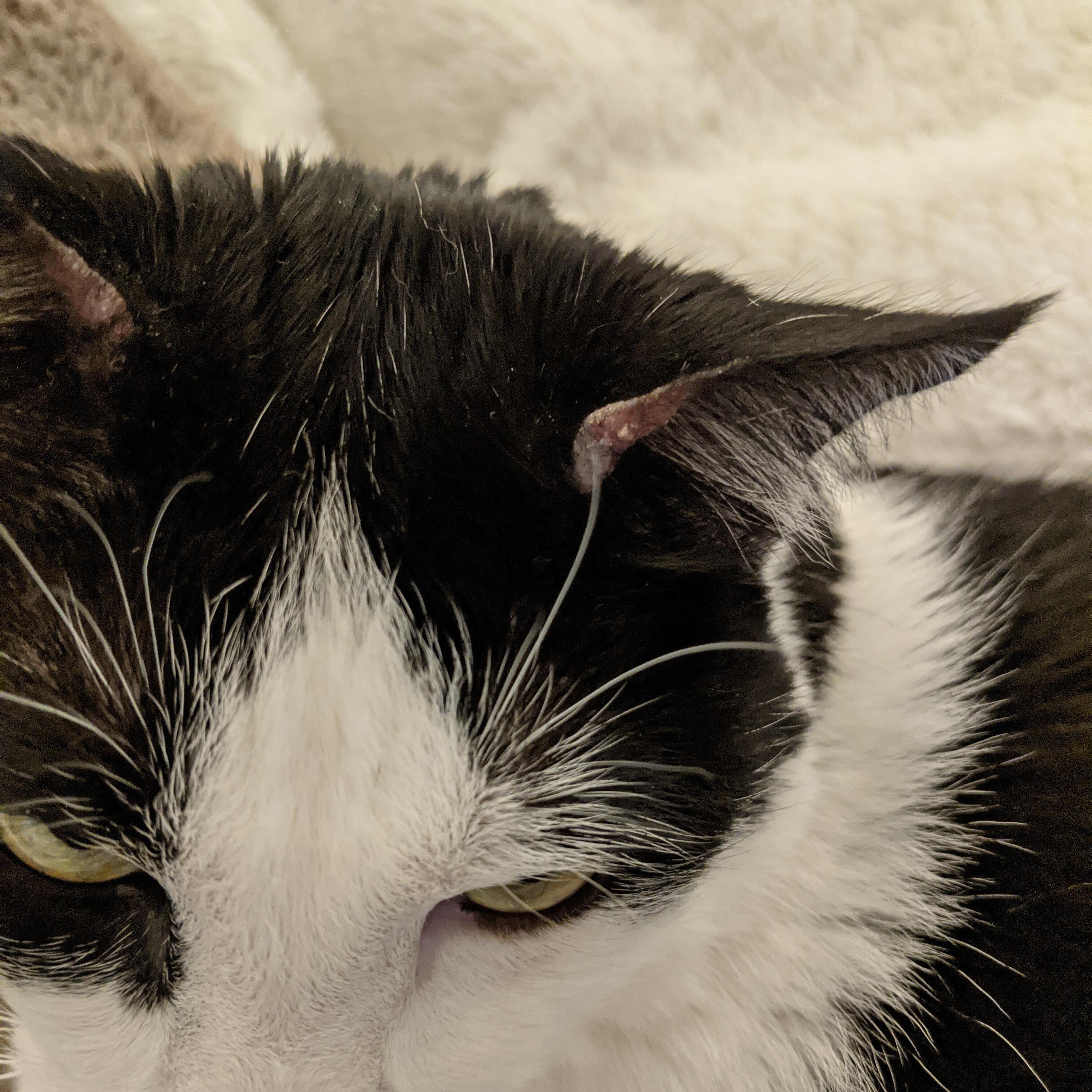 Question details sensitive content