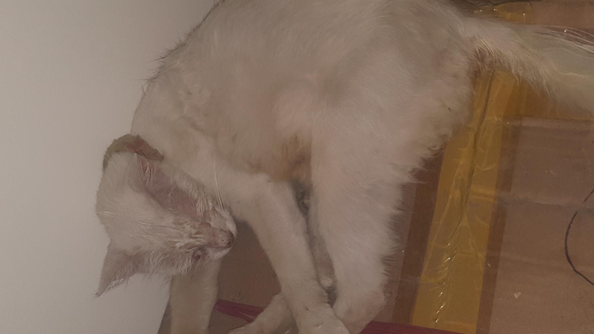 Question details sensitive content