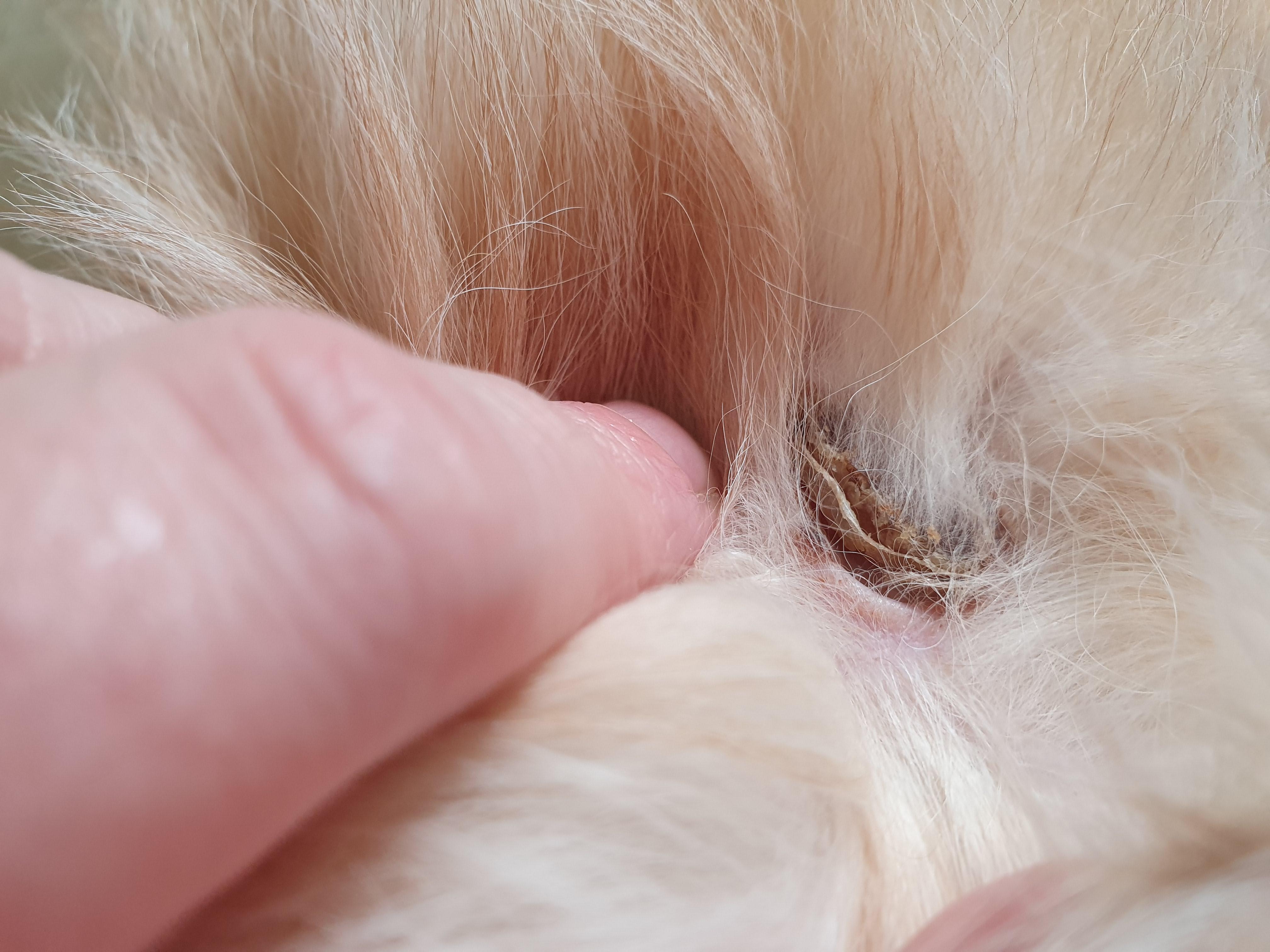 Question details sensitive content