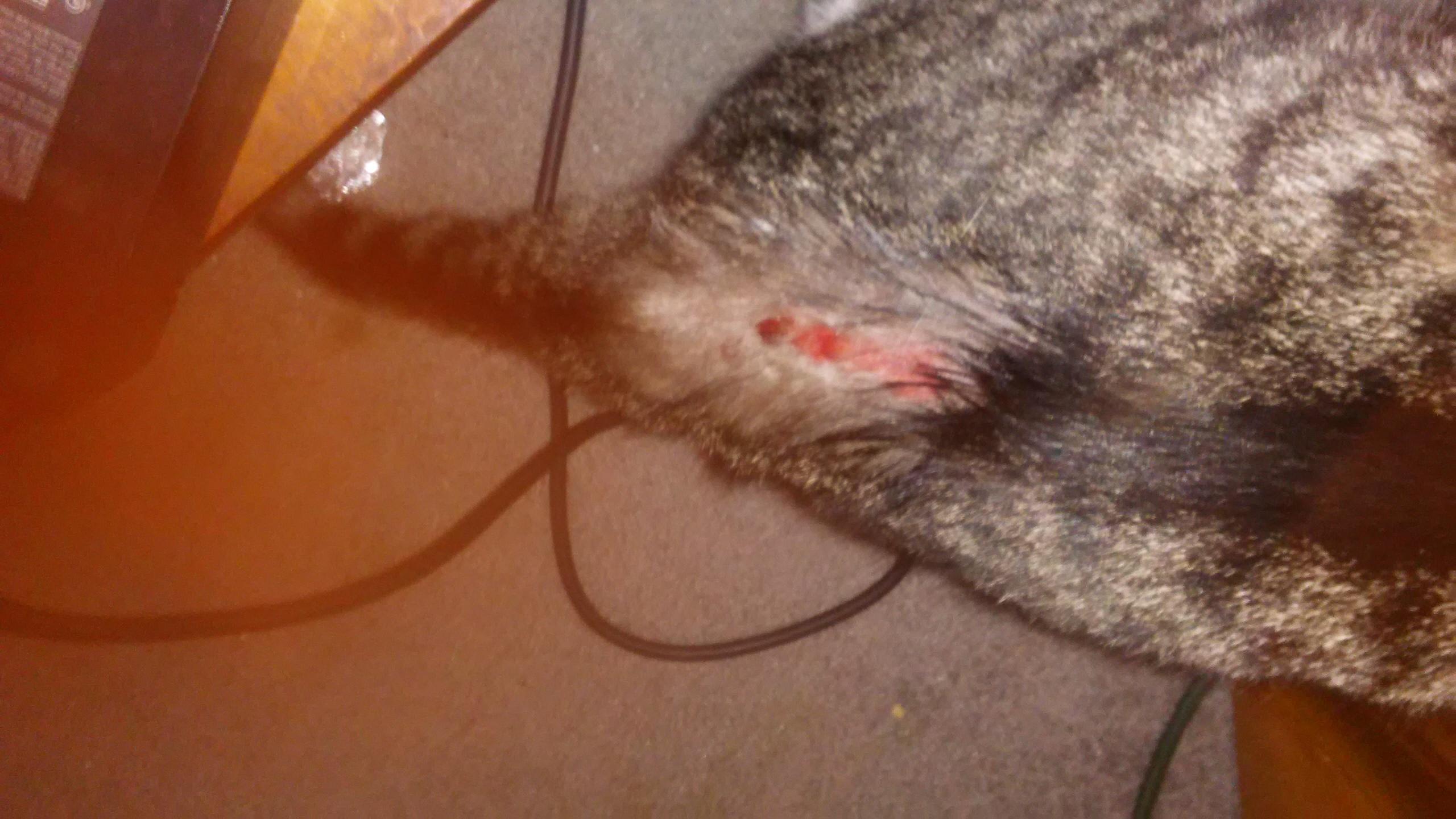 Question details sensitive content