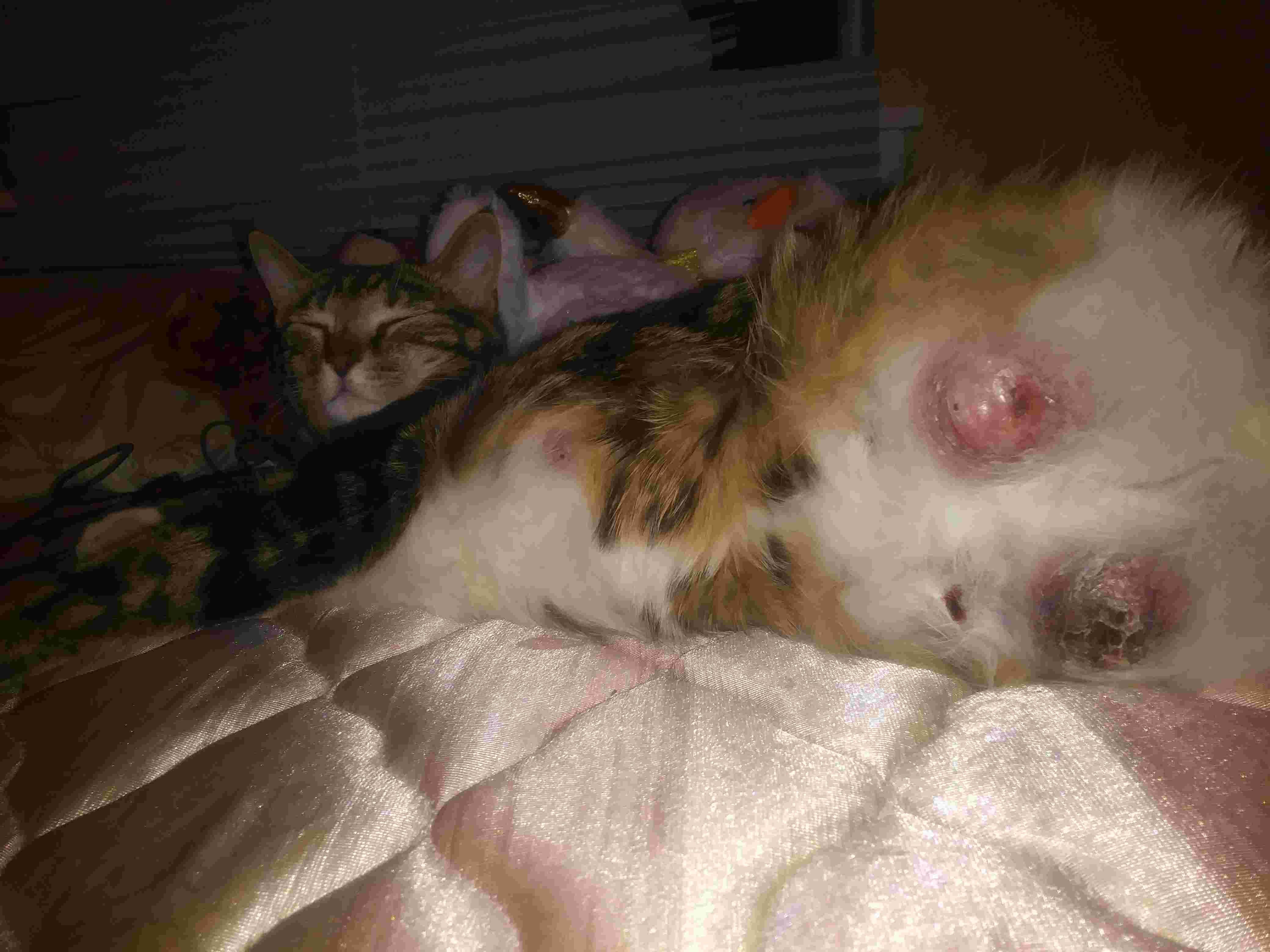 Question details sensitive content