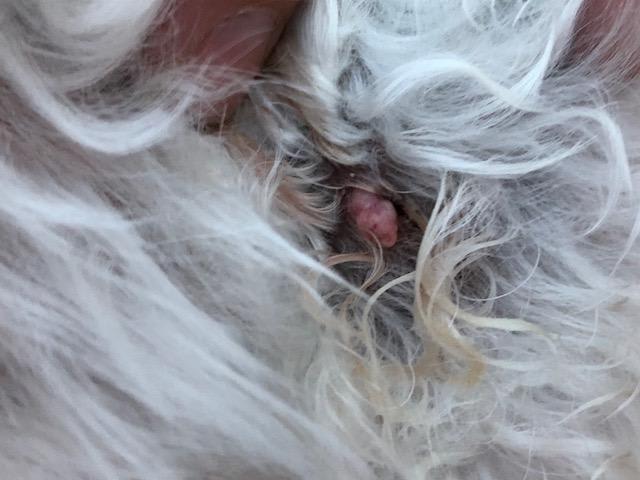 Question details sensitive content