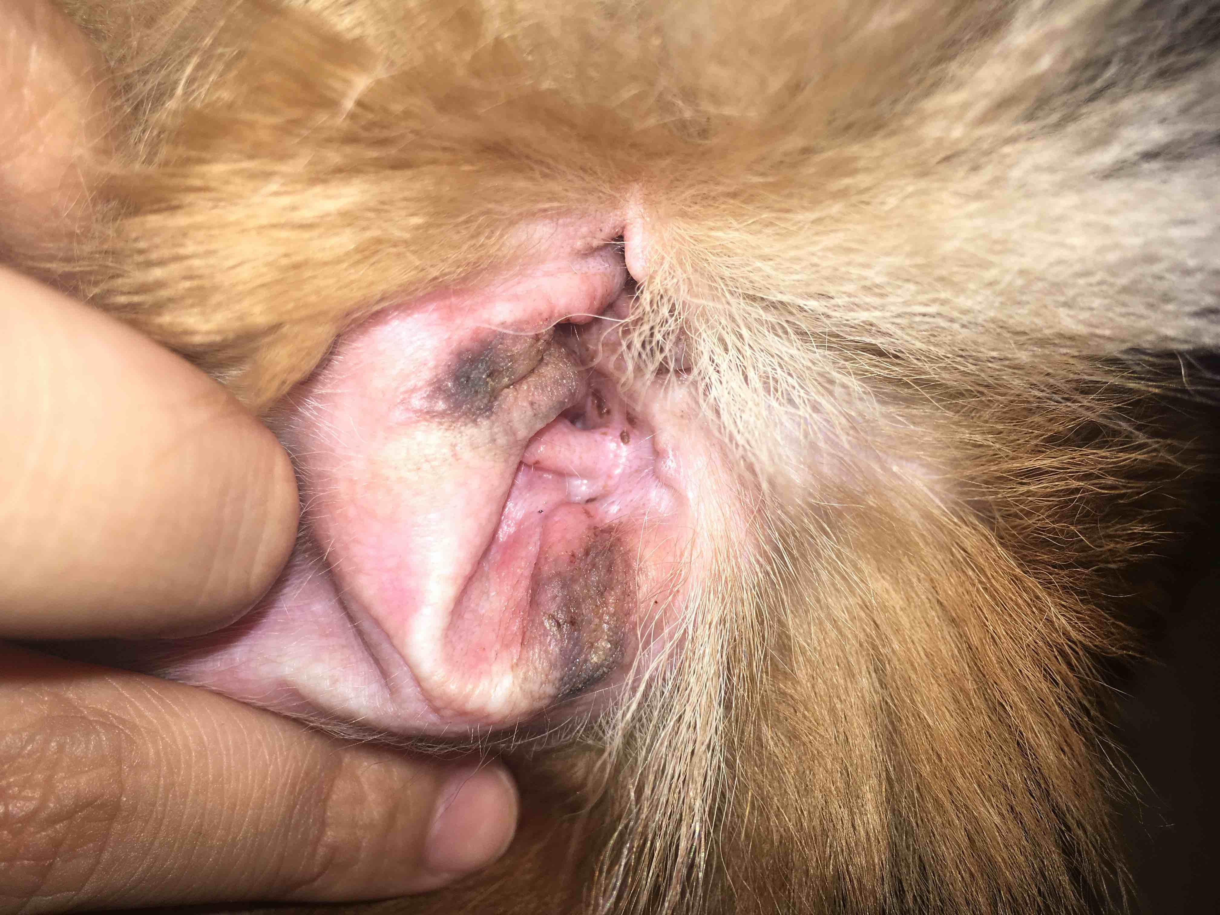 Question details sensitive content