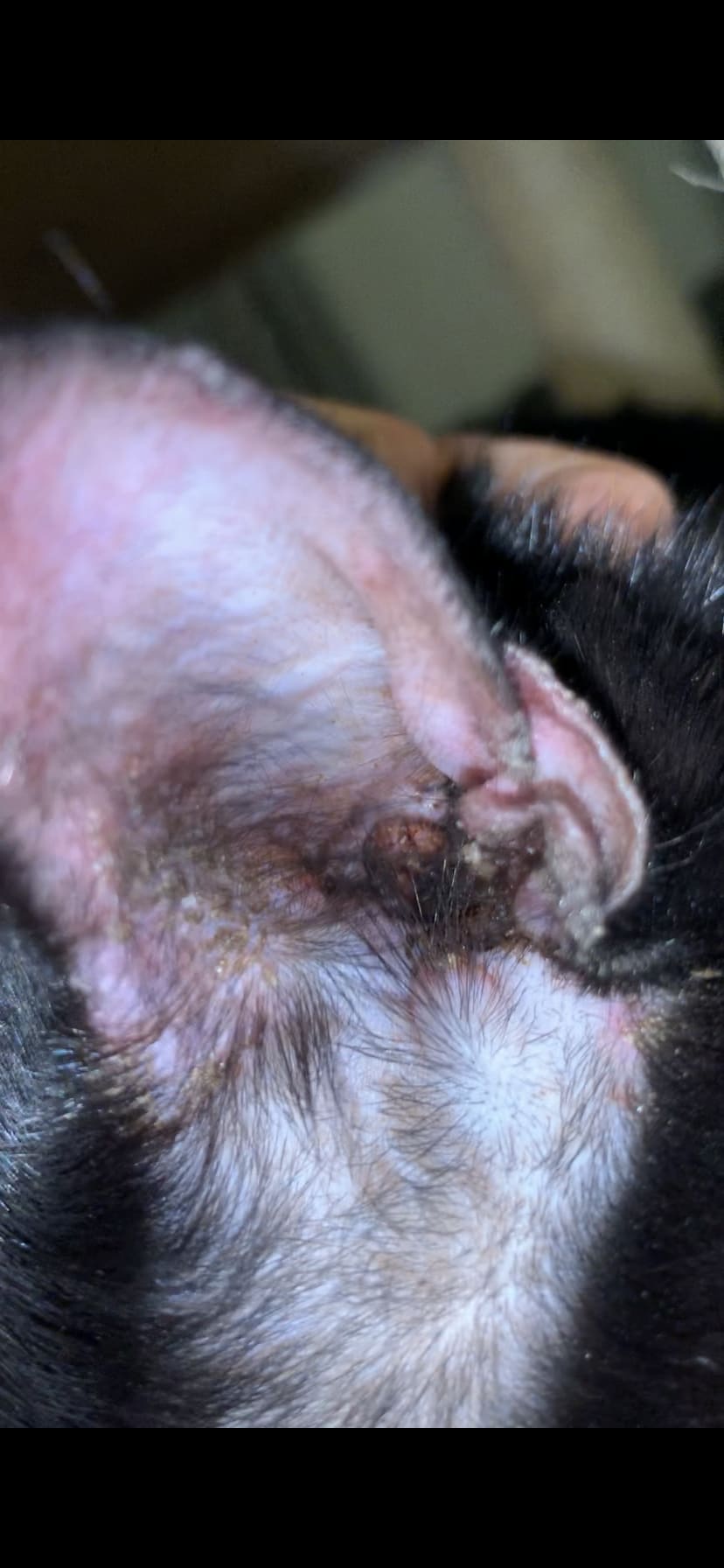 Question details sensitive content