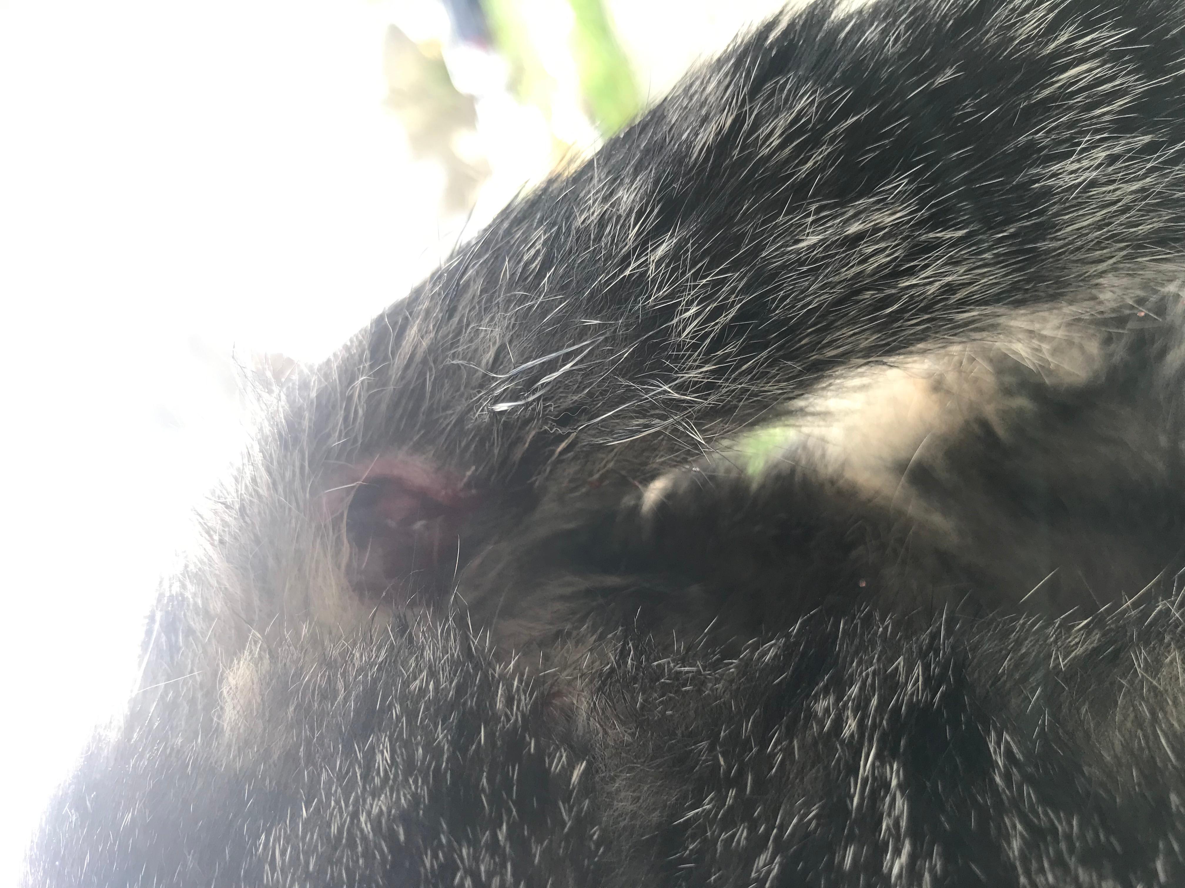 Question details sensitive content