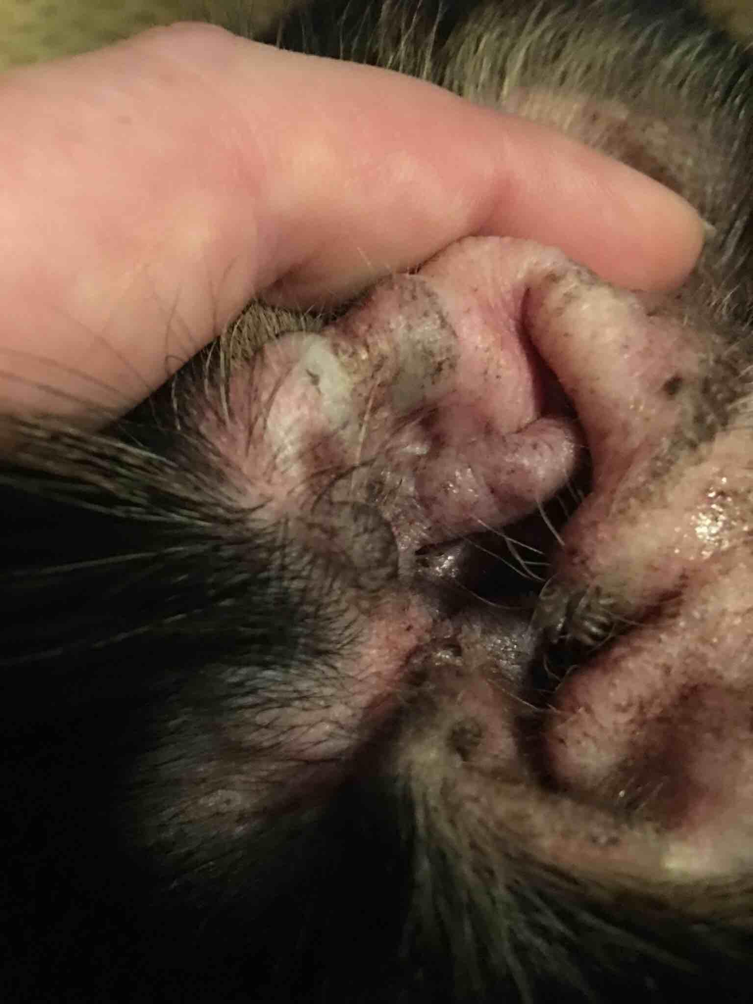 Question details sensitive content