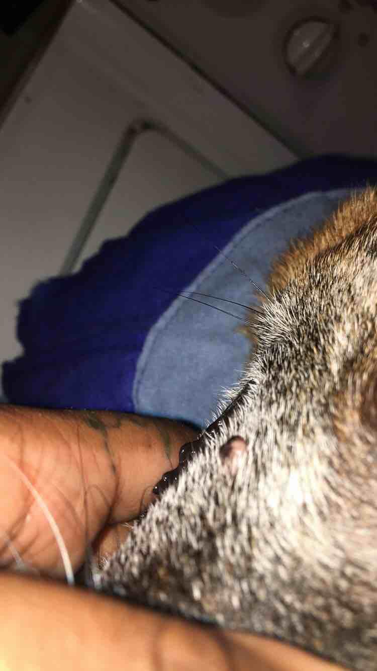 Question details sensitive content