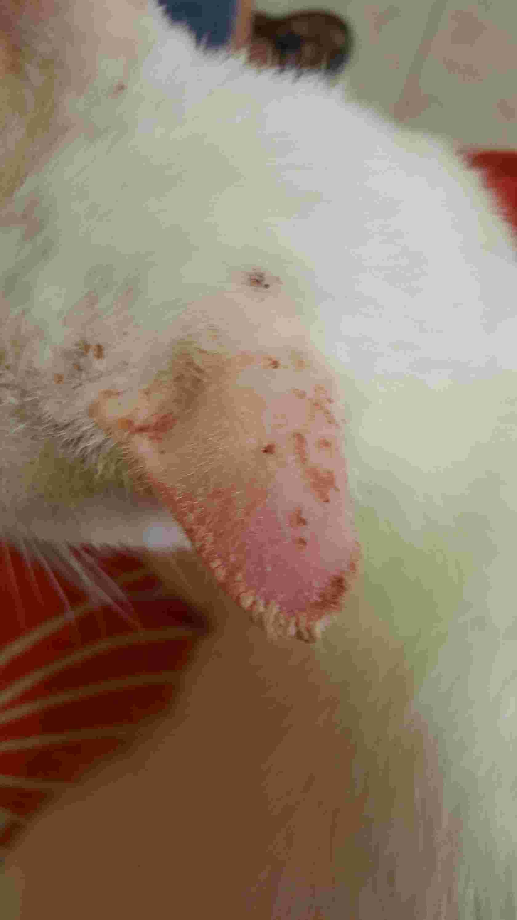 Question details sensitive content