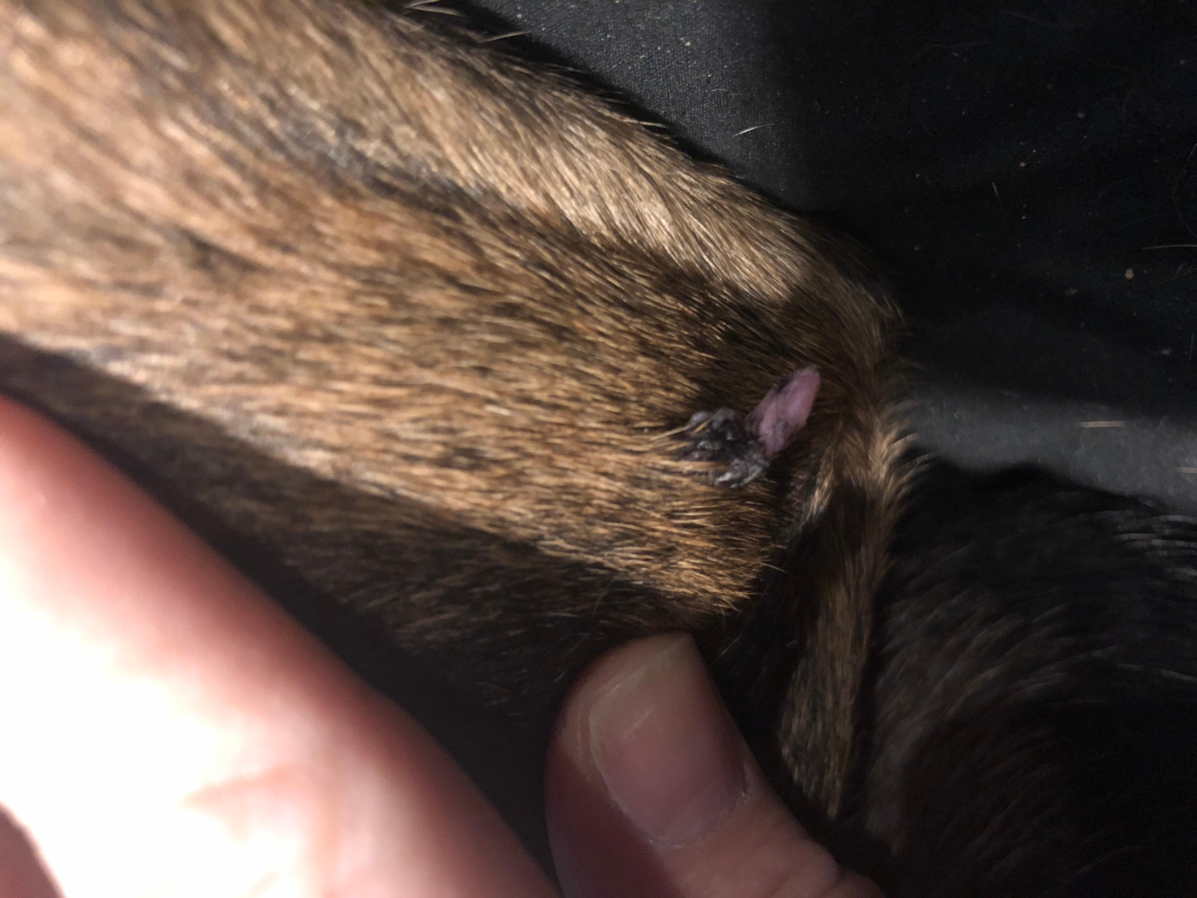 Question details sensitive content