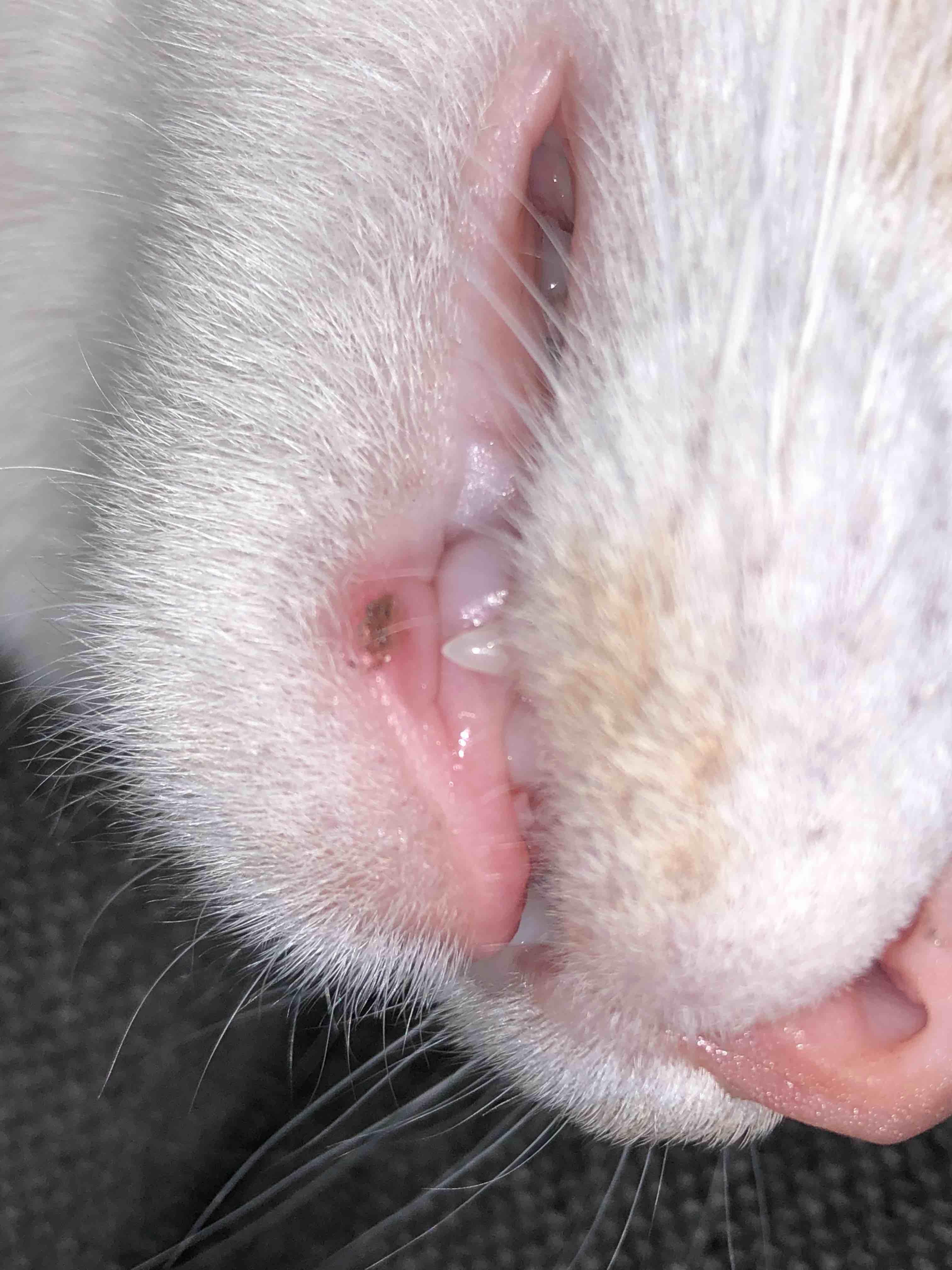 Question details sensitive content