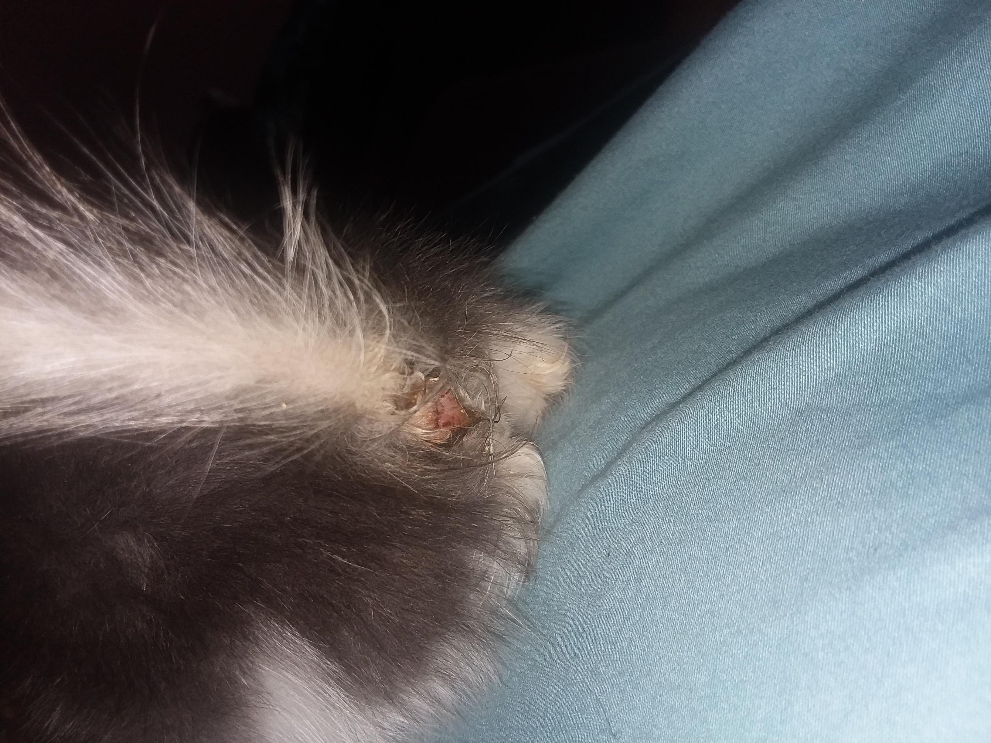 Question details sensitive content